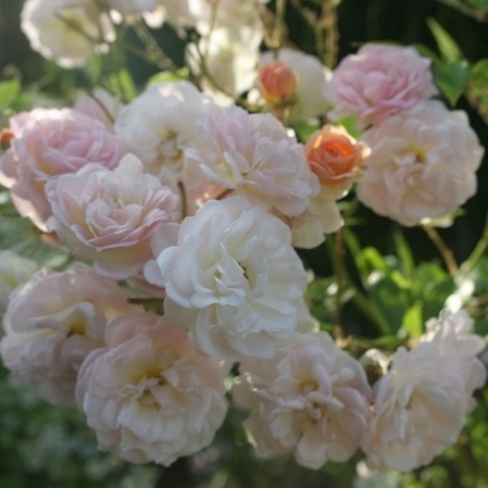 Ghislaine de Feligonde