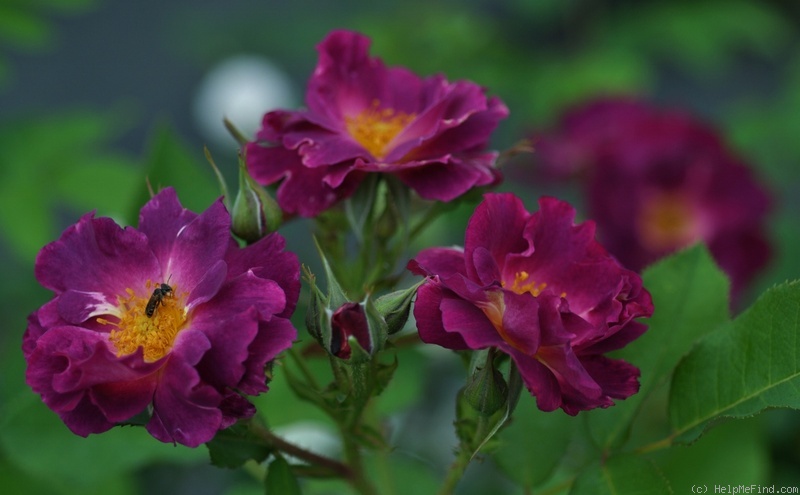 Prinzessin Sibilla von Luxemburg