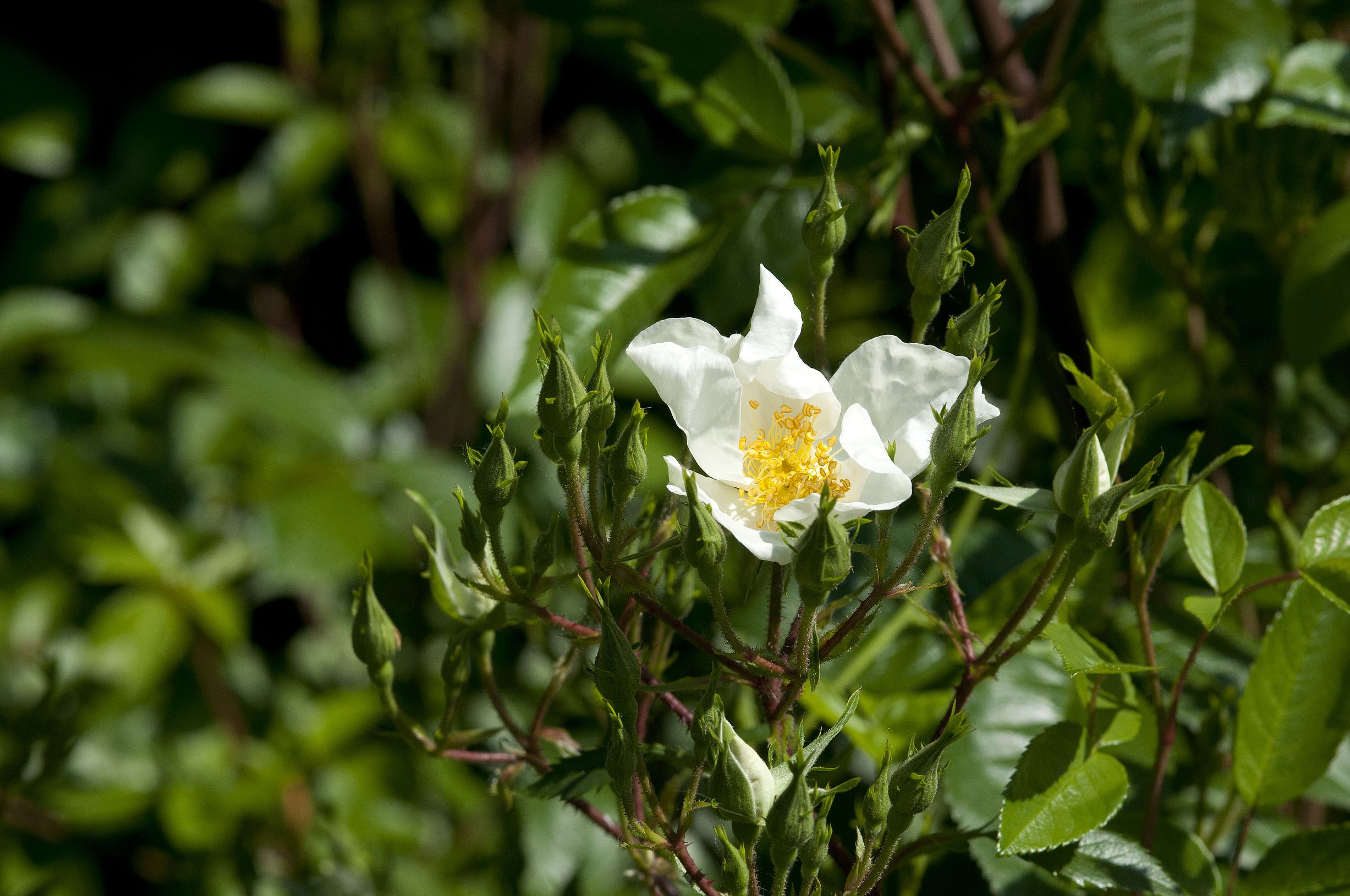 Clematis Rose