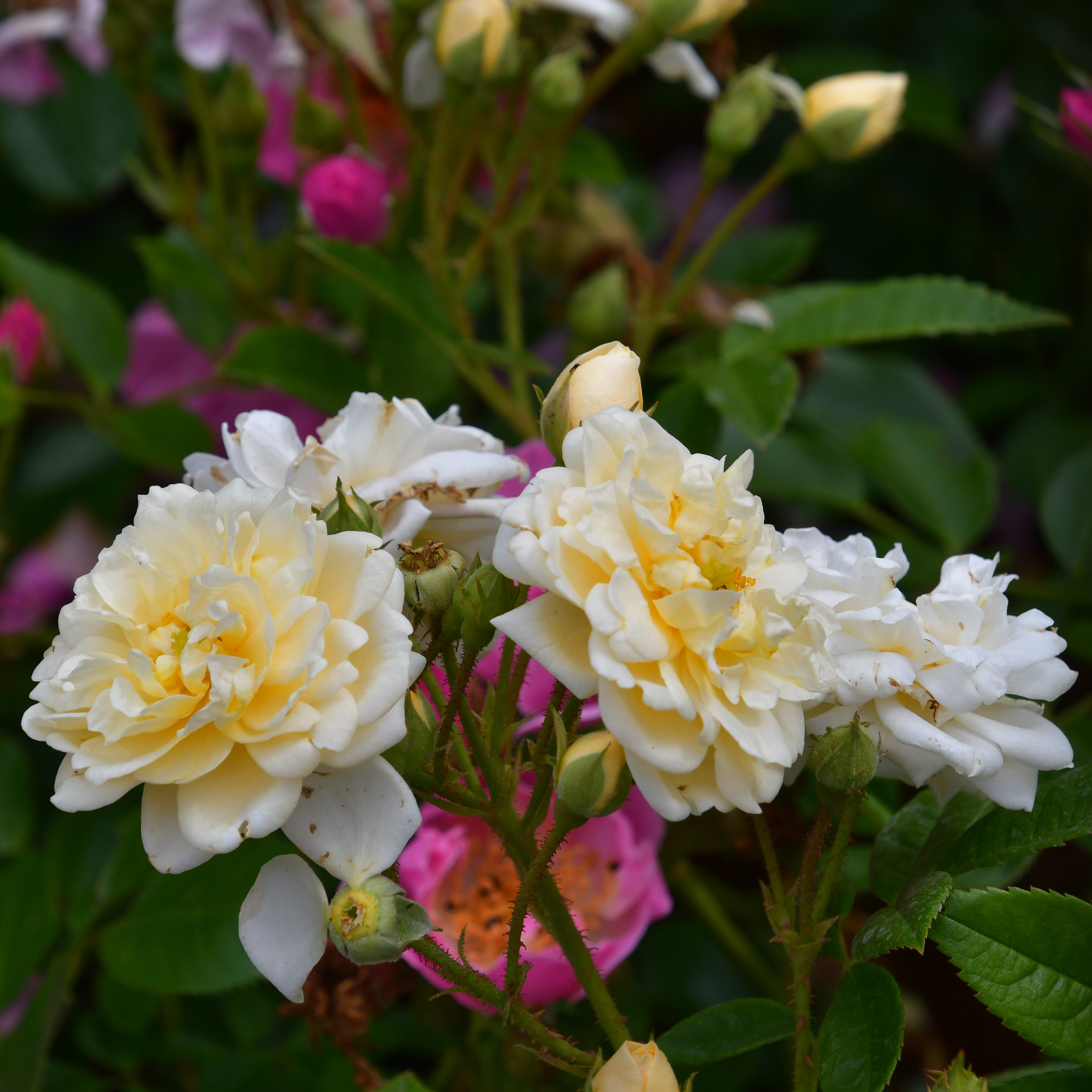 Lemon Rambler