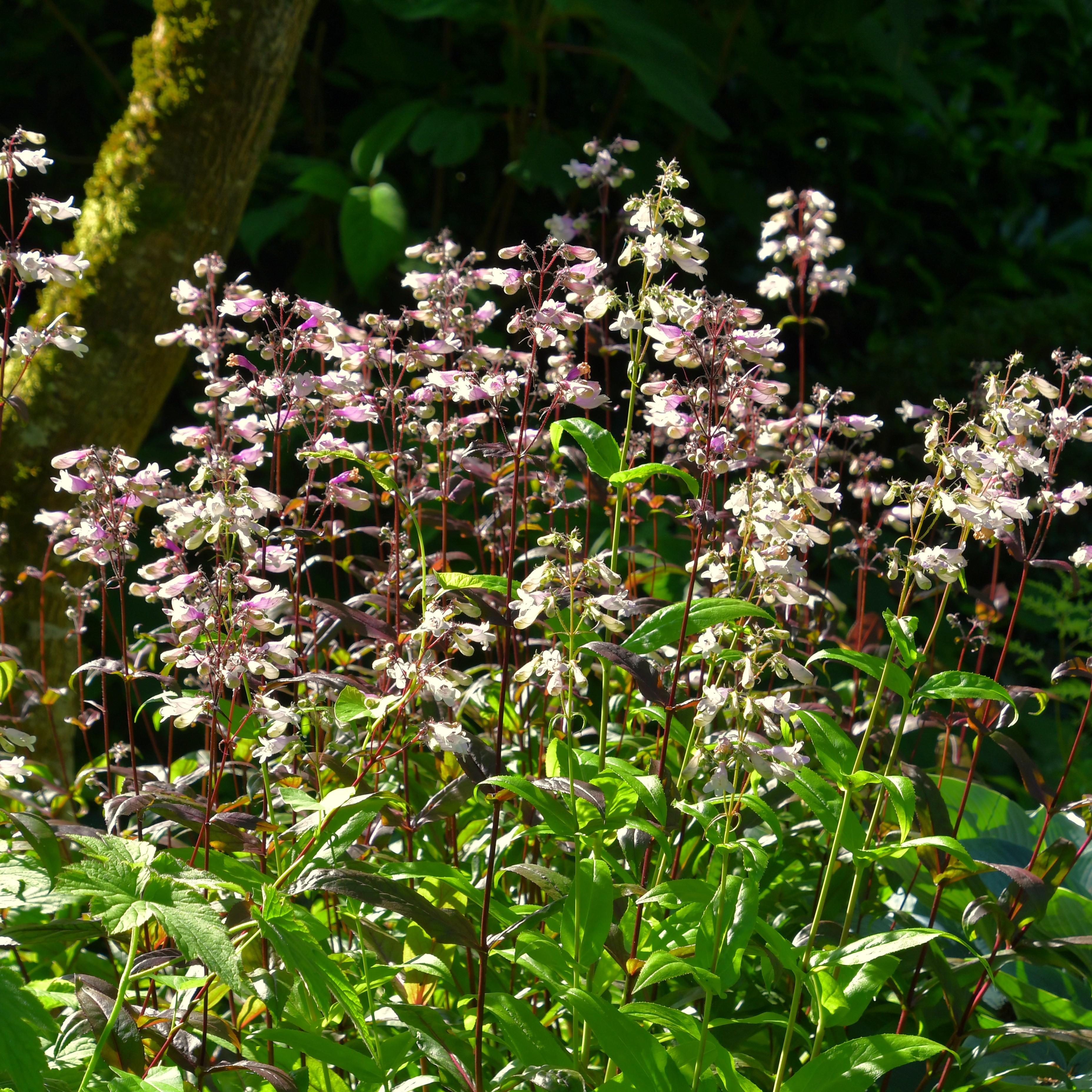 Penstemon digitalis ´Husker Red` 1L