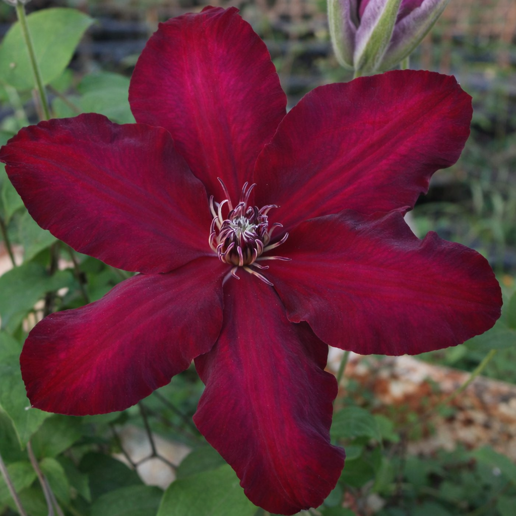 Clematis hyb. Westerplatte