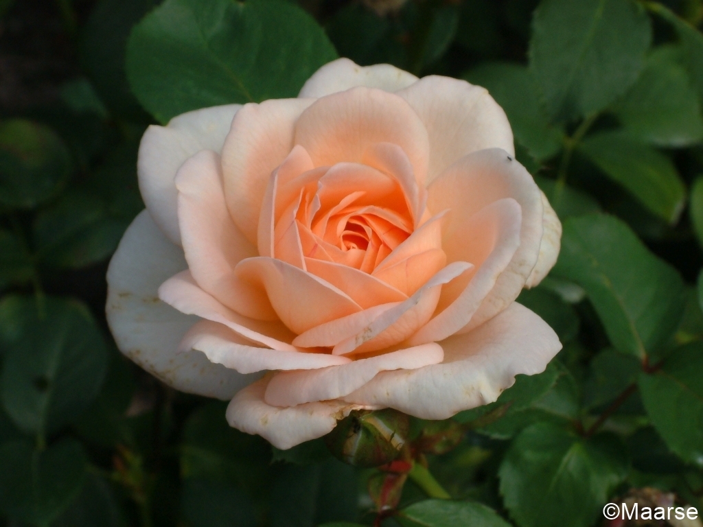 Liliana/ Clair Renaissance