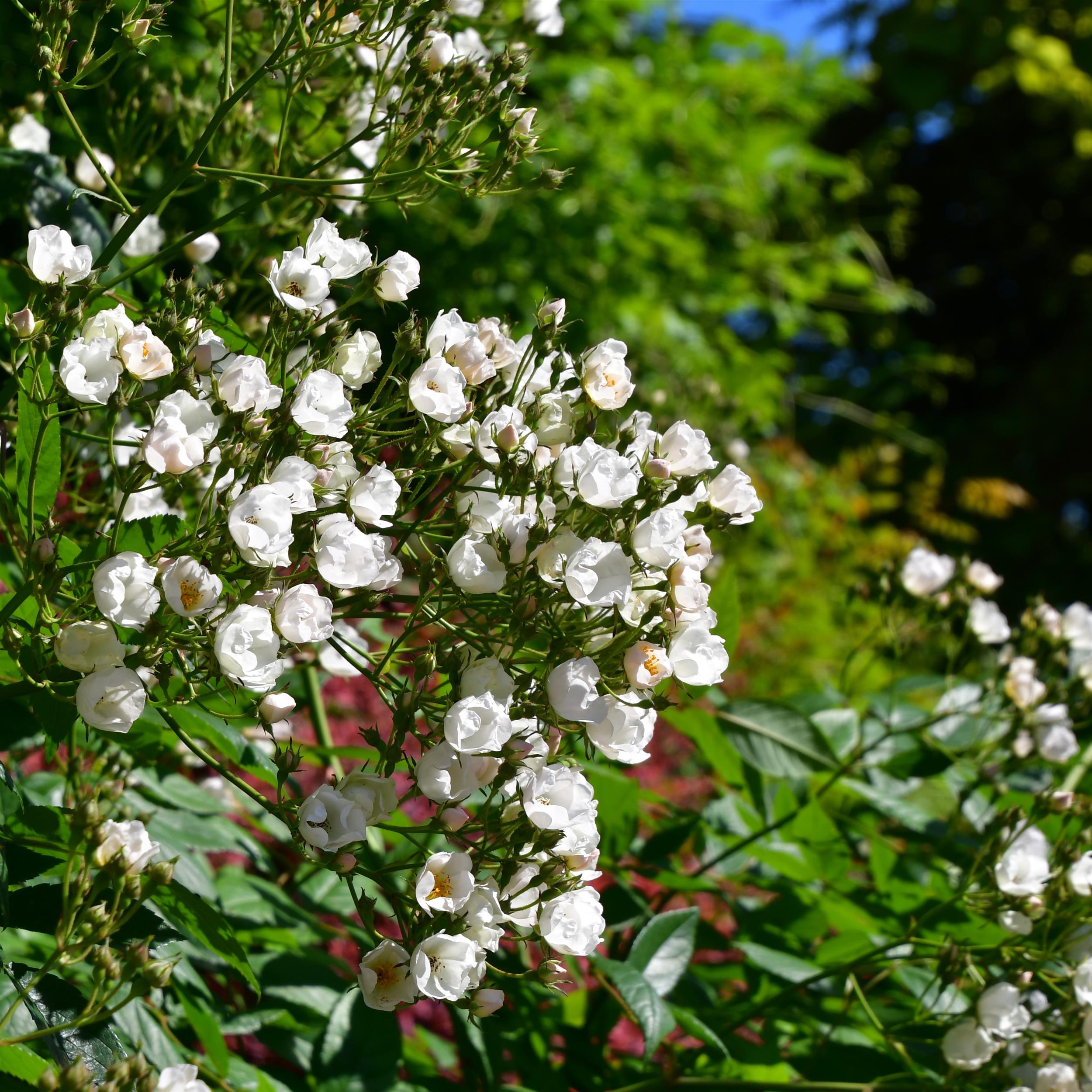 Ettenbühler Glöckchen