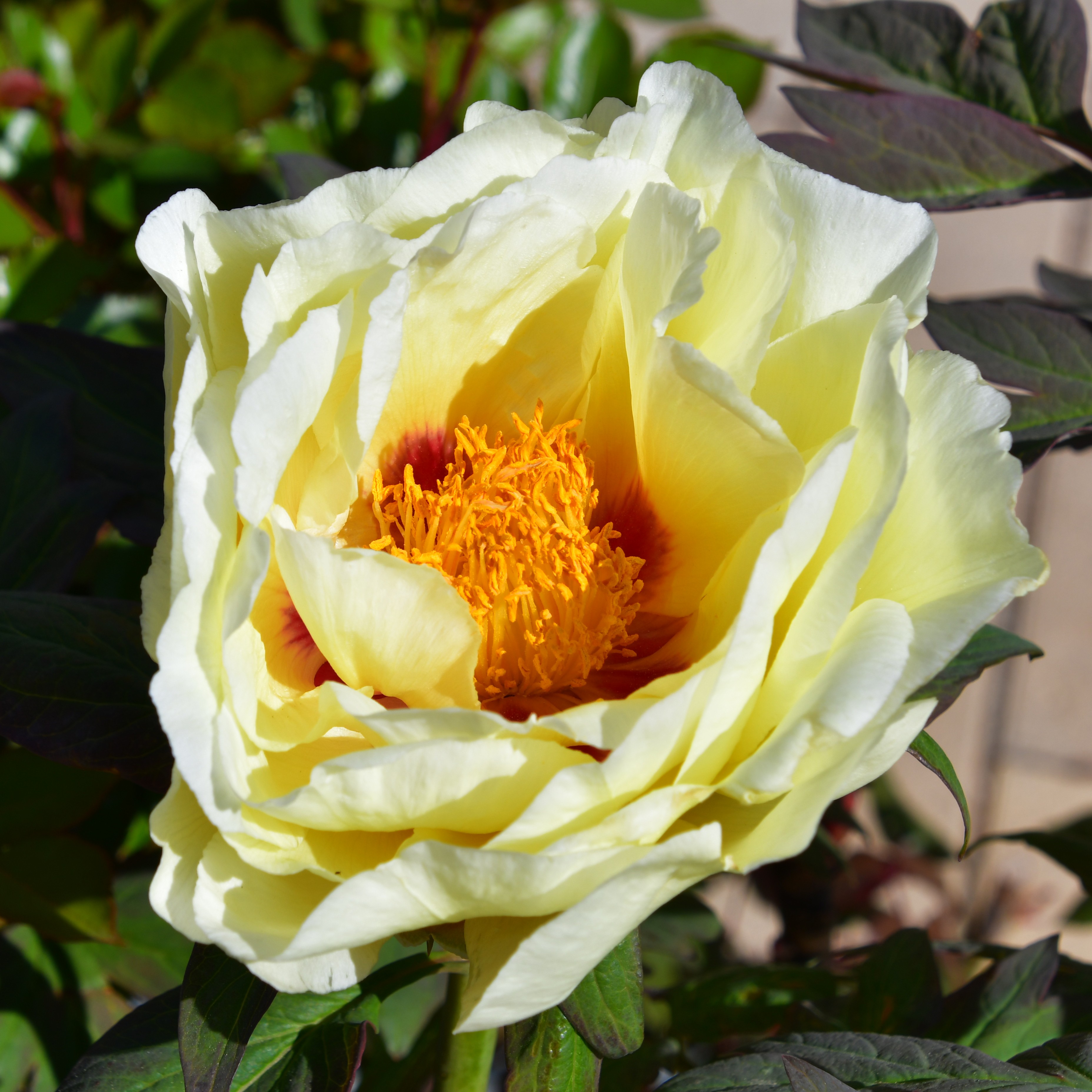Paeonia suffruticosa Hai Huang