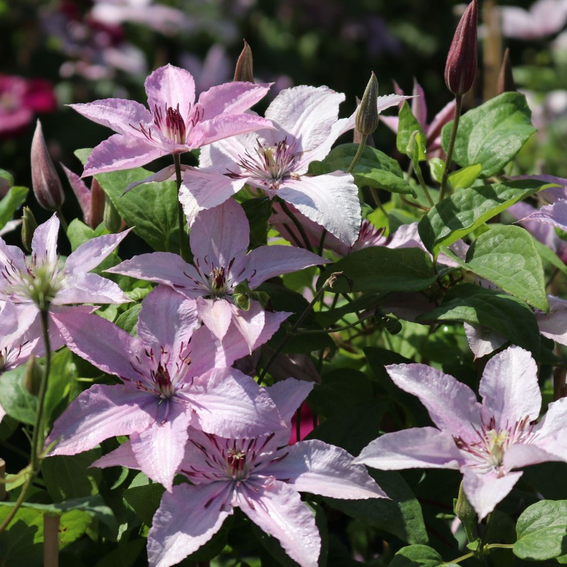 Clematis Hagley Hybrid