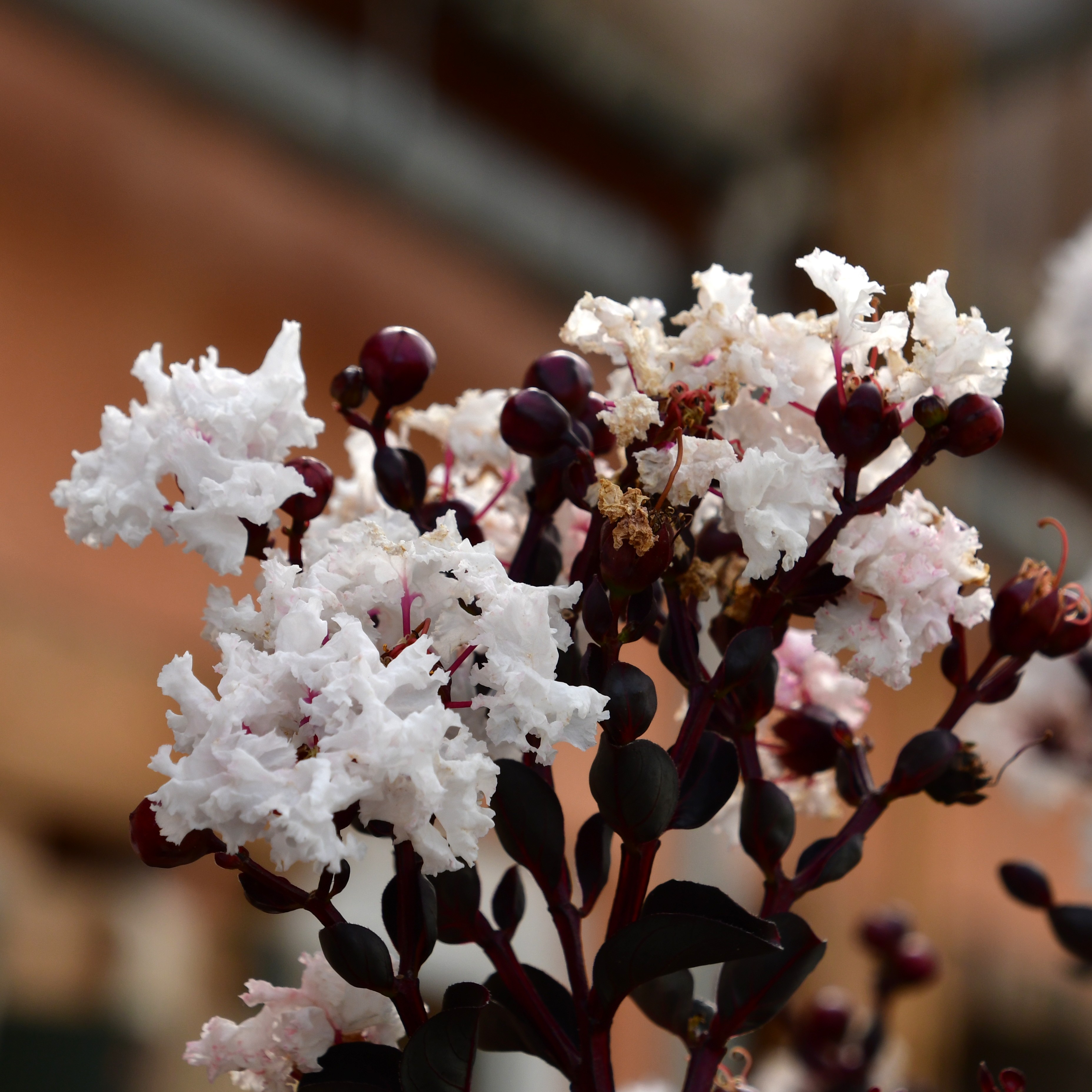 Lagerstroemia Black Diamond® Pure White