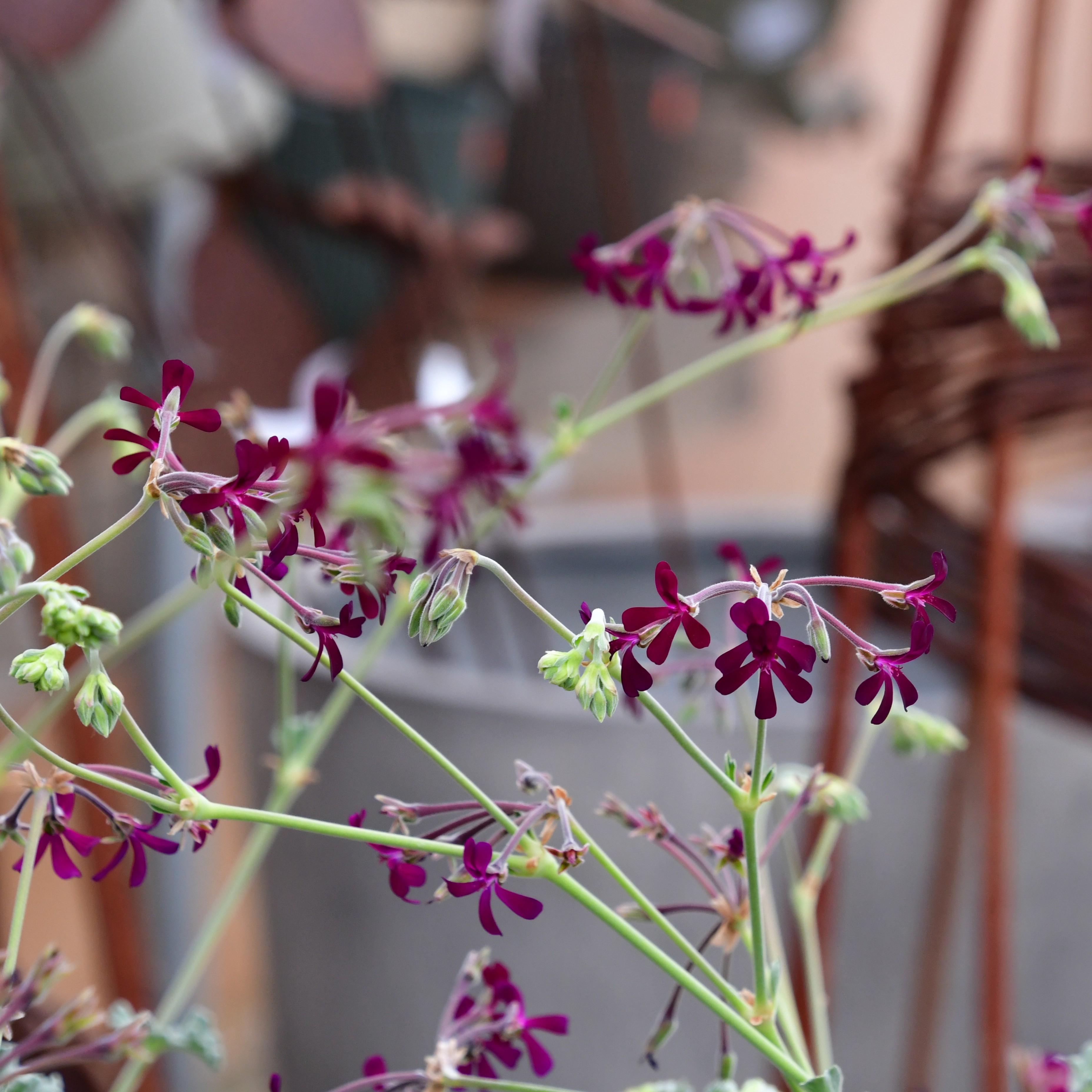 Pelargonium sidoides 1L