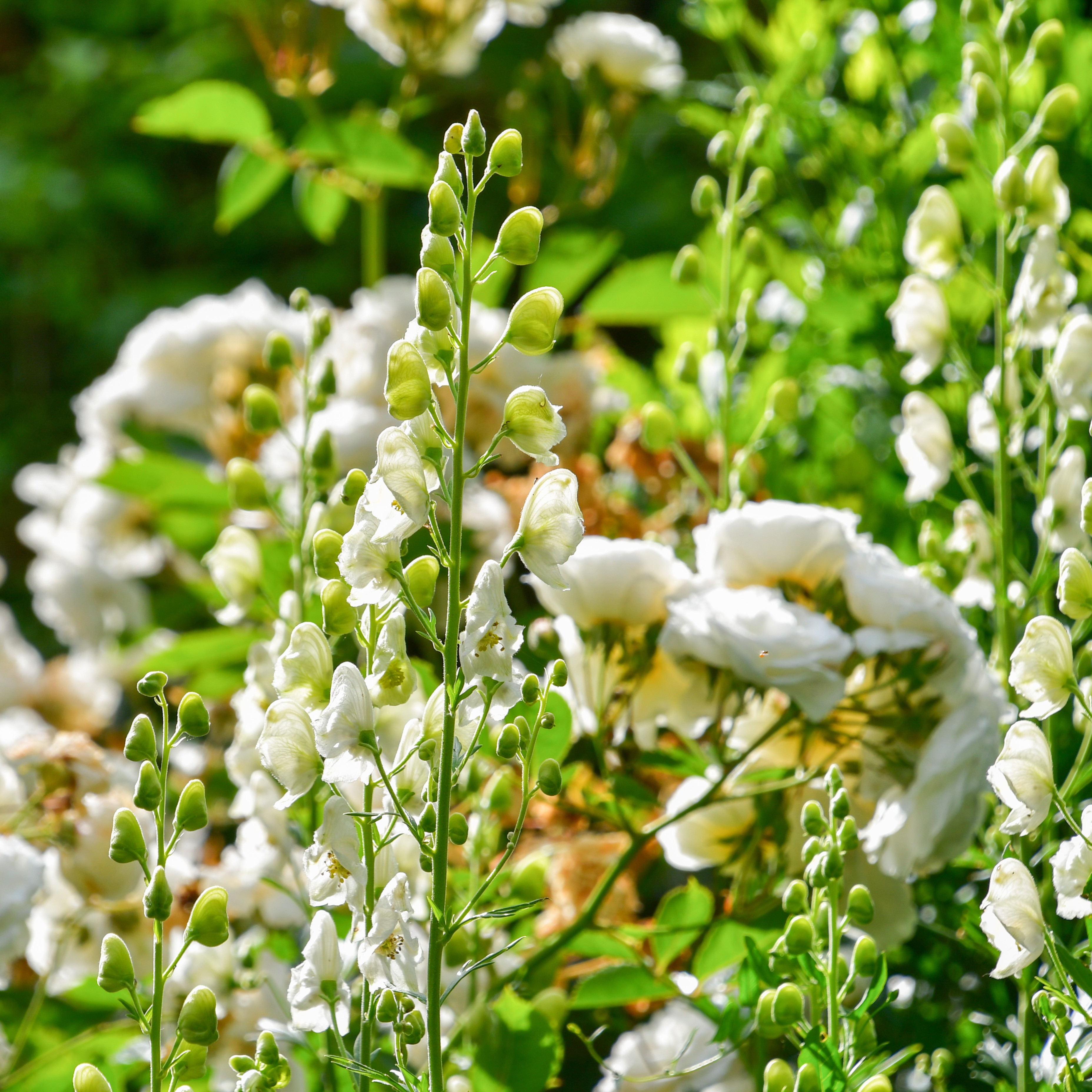 Aconitum napellus 'Album' 1L