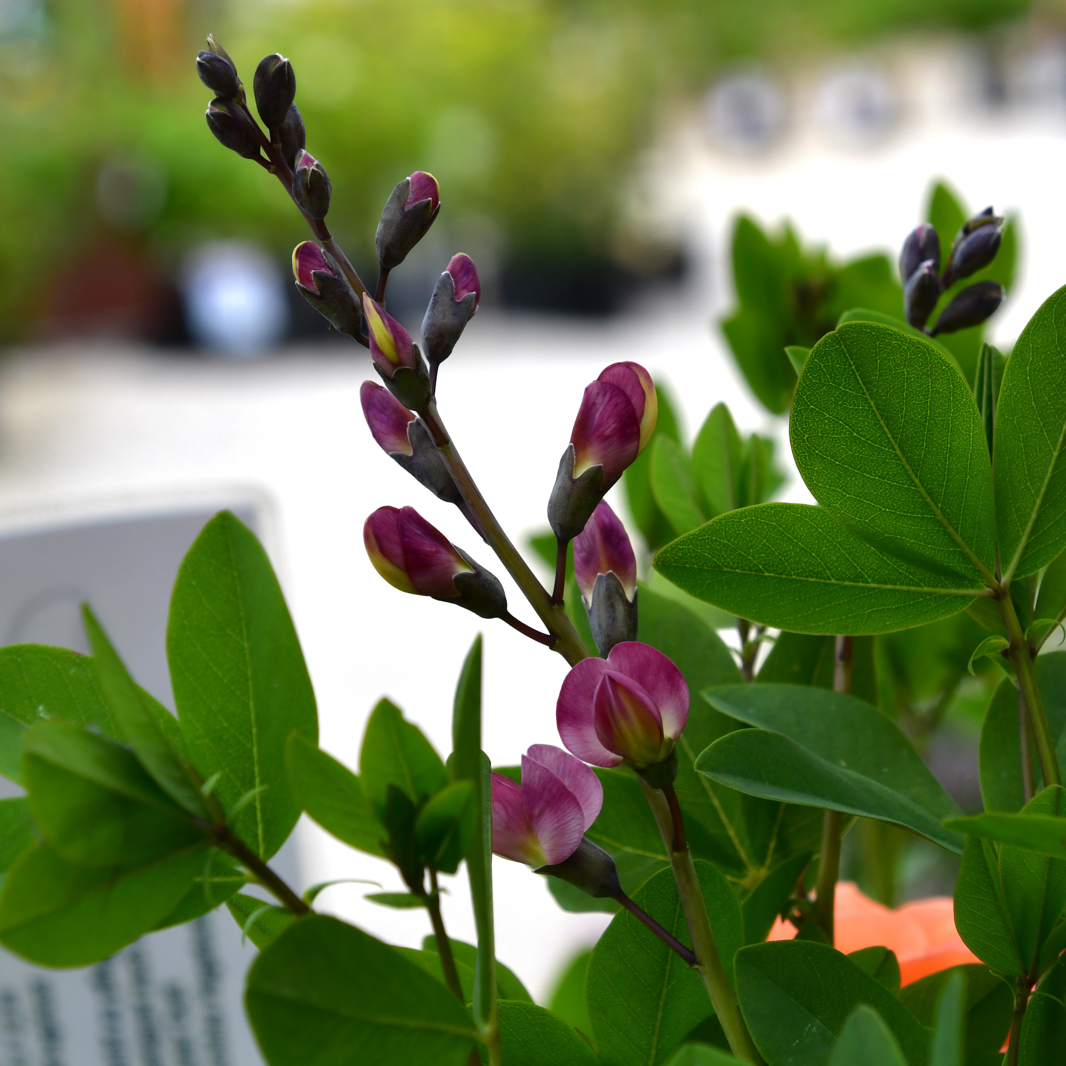 Baptisia x cult.'Pink Truffles' 1L
