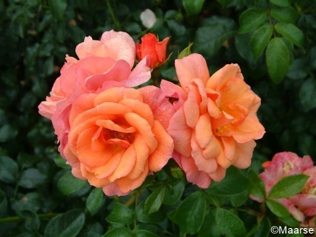 Aprikola