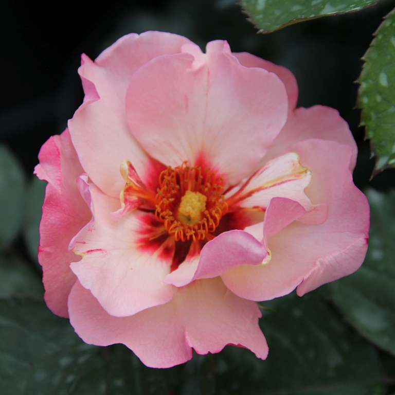 Alisar Princess of Phoenicia