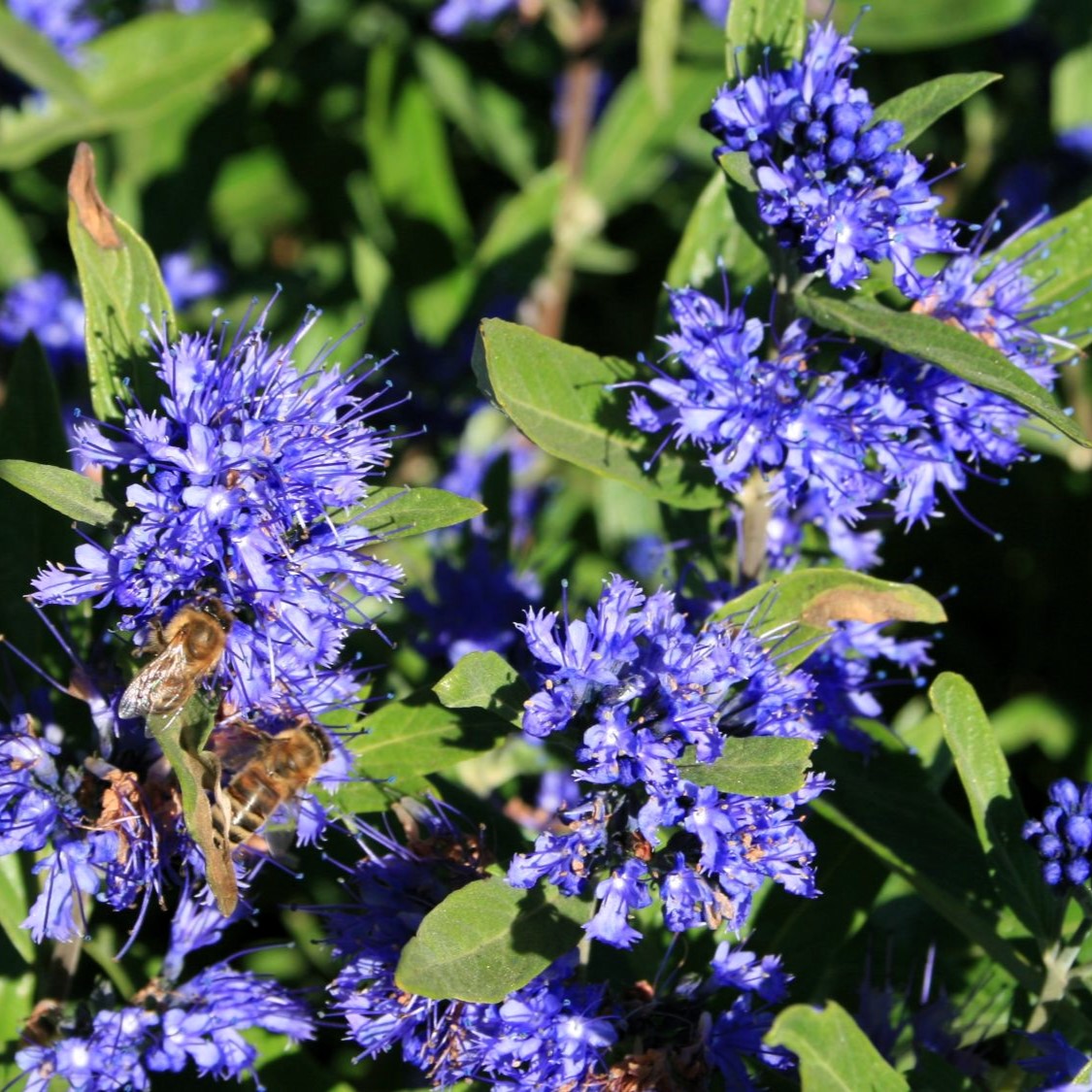 Caryopteris clandonensis 'Kew Blue'