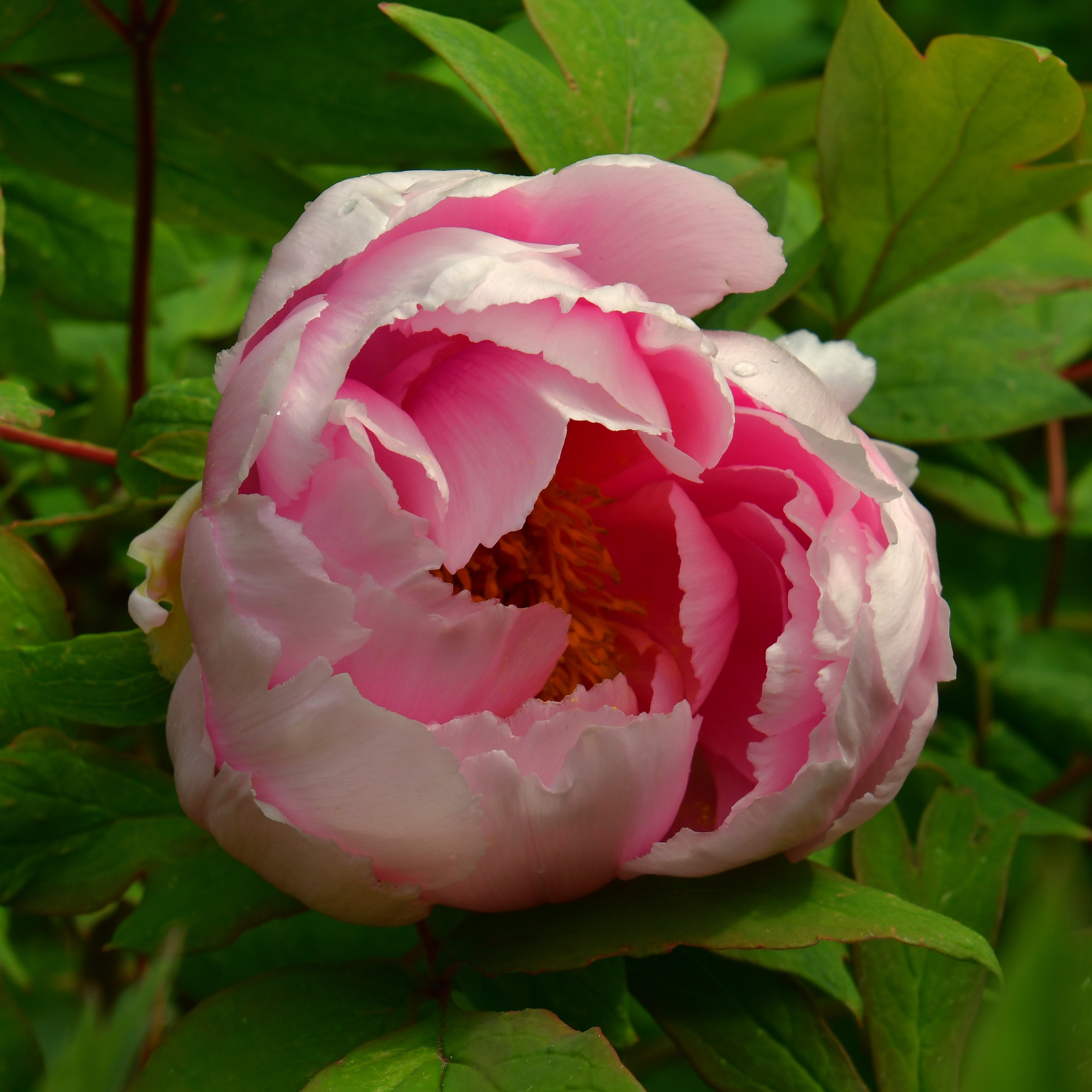 Paeonia suffruticosa Rou Fu Rong