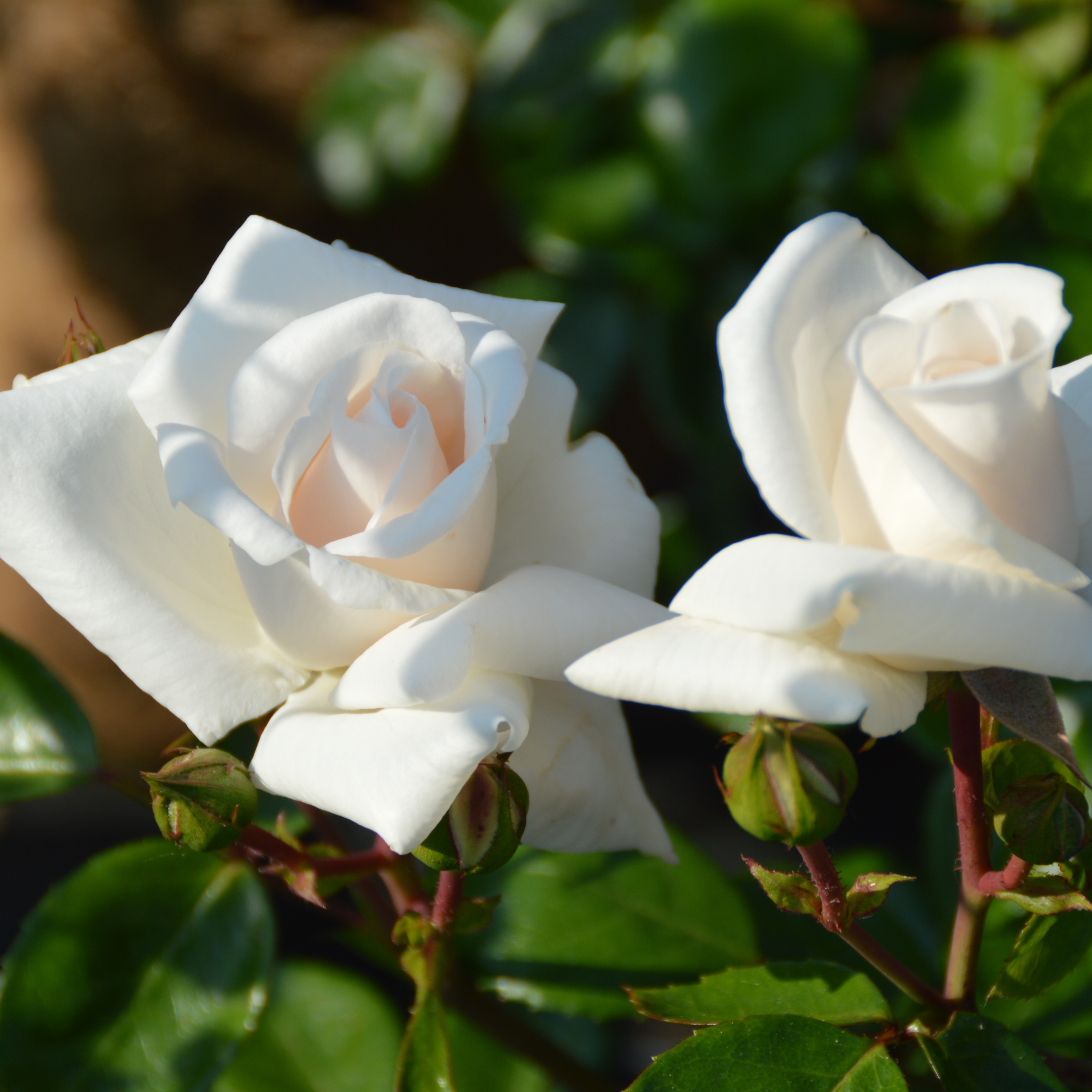 White New Dawn