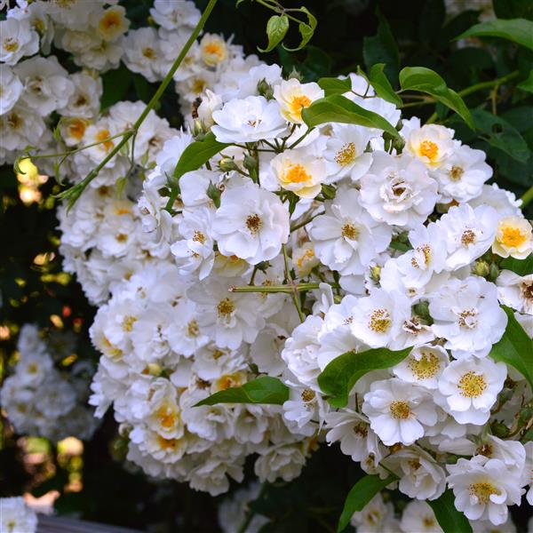 Rambling Rector