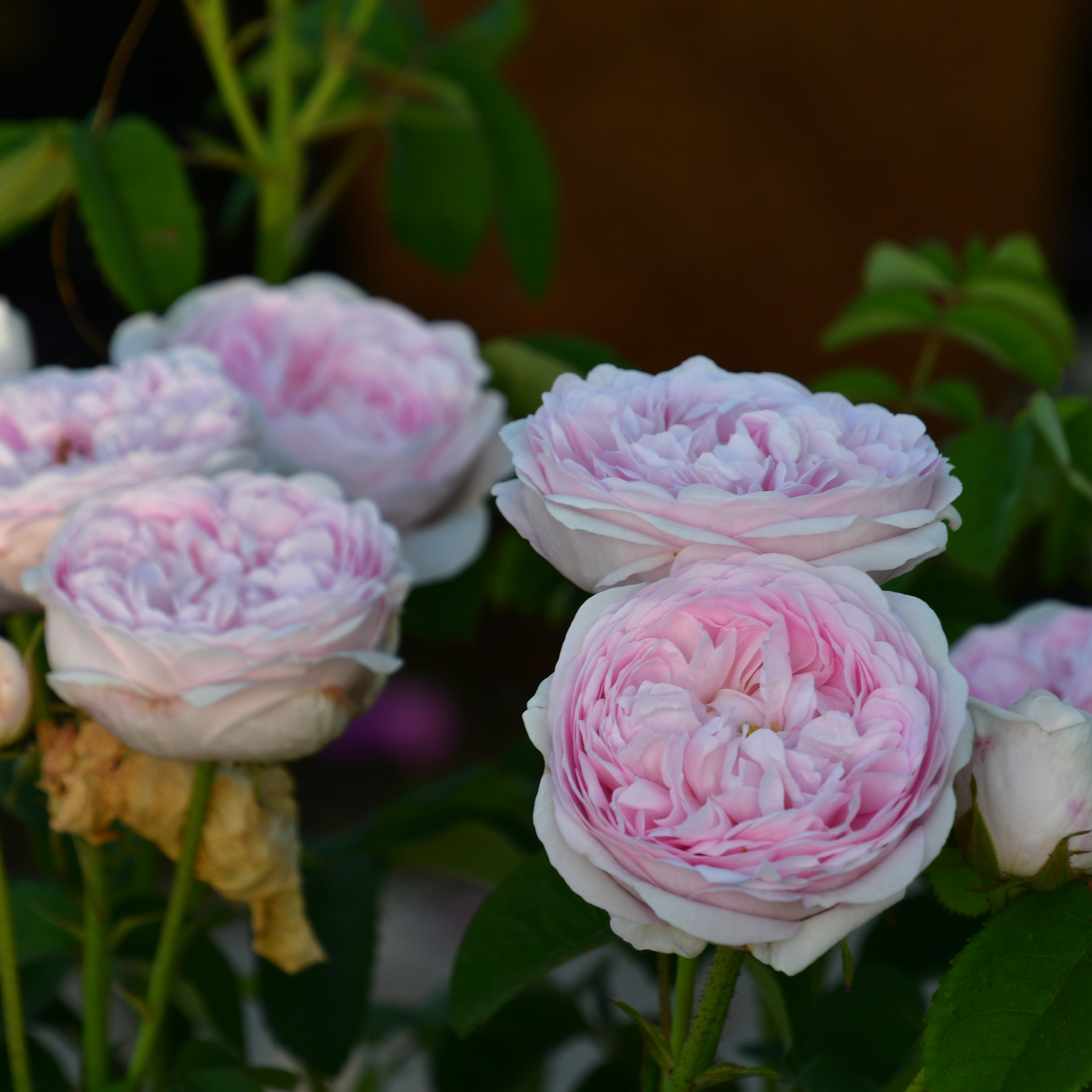 Duchesse de Montebello