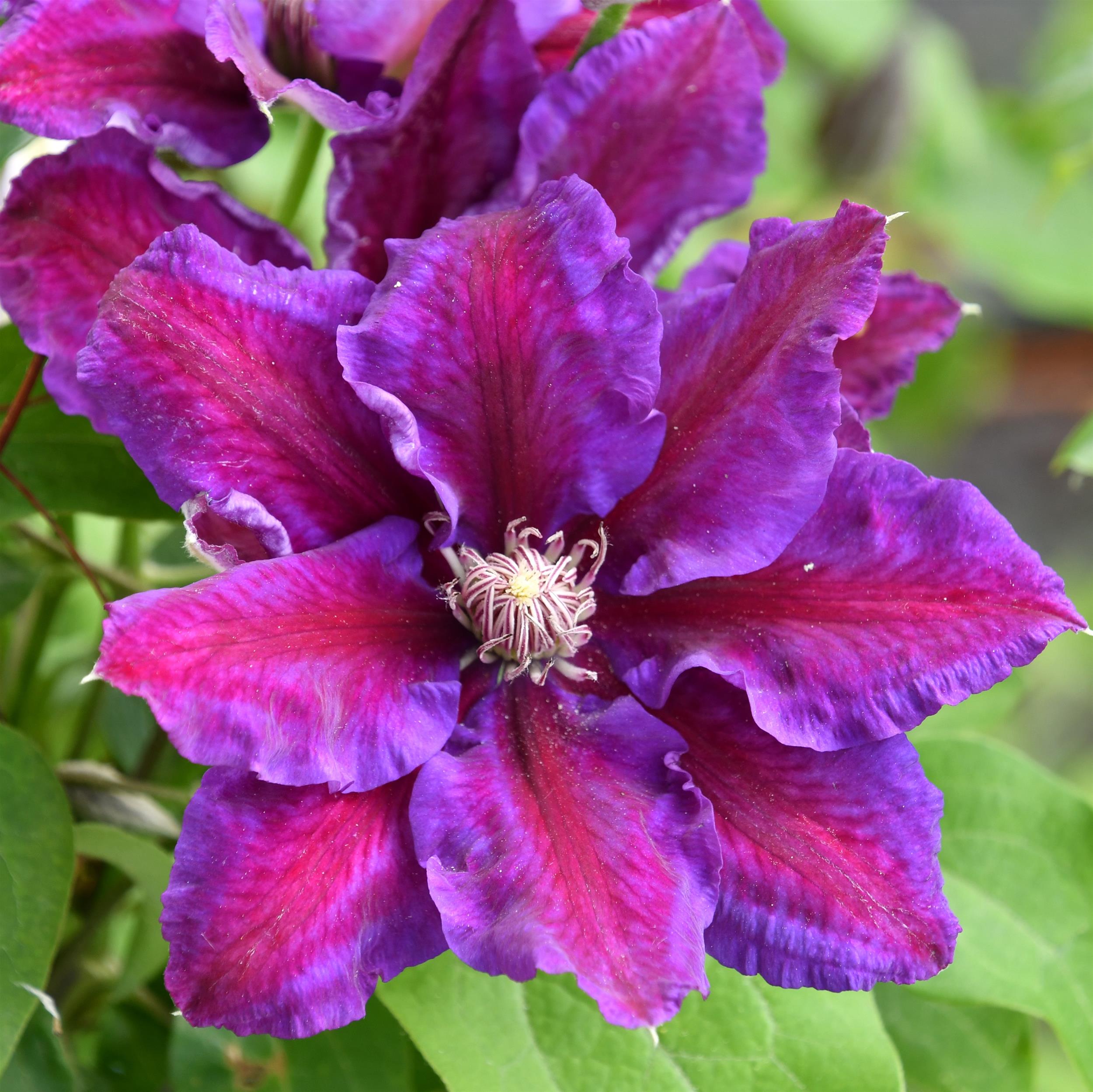 Clematis Hyb. Saalomon