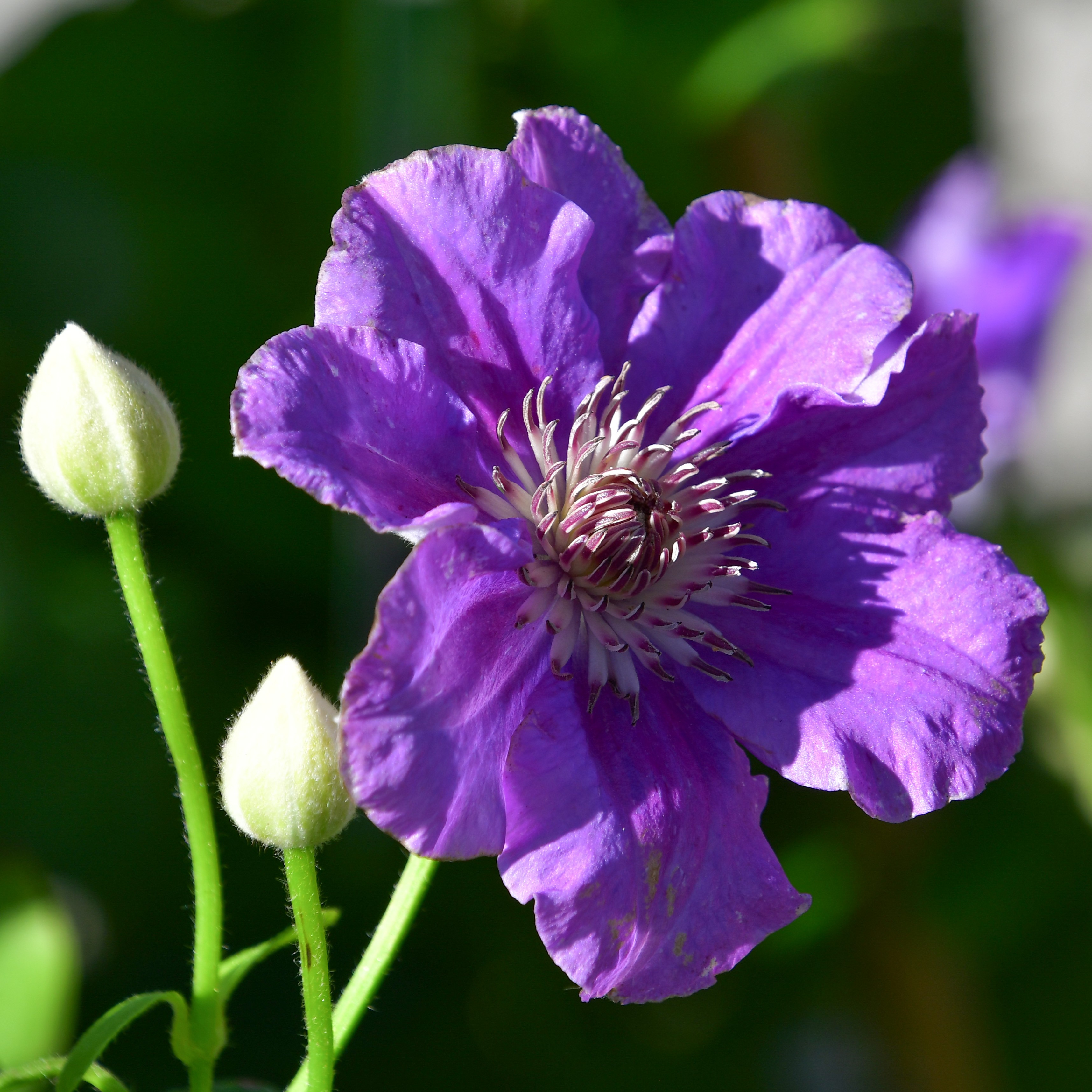 Clematis Hyb. Ashva