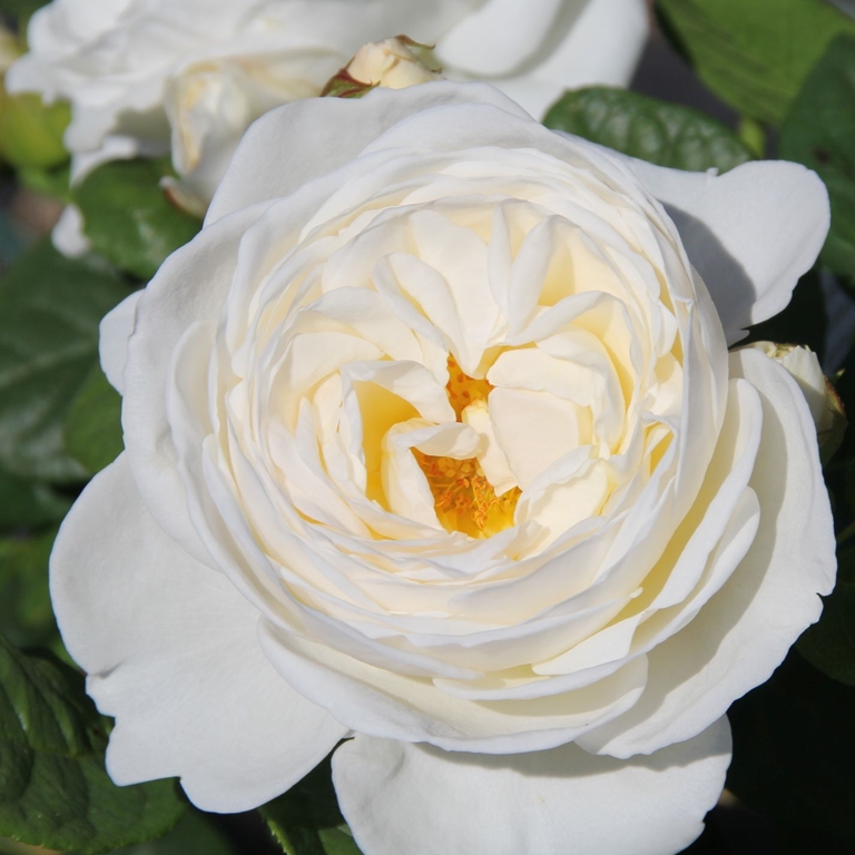 Uetersener Kloster Rose