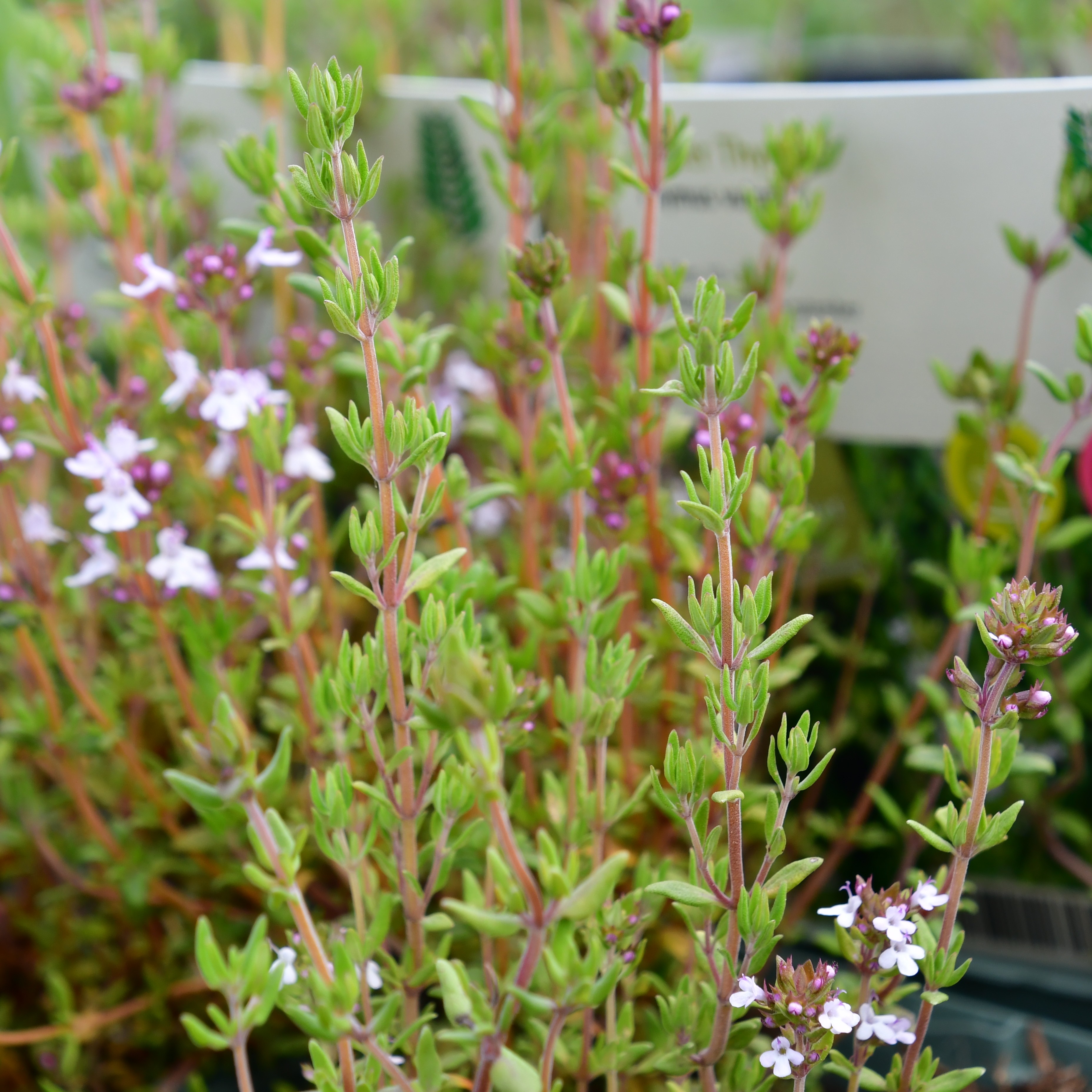 Thymus vulgaris 1L