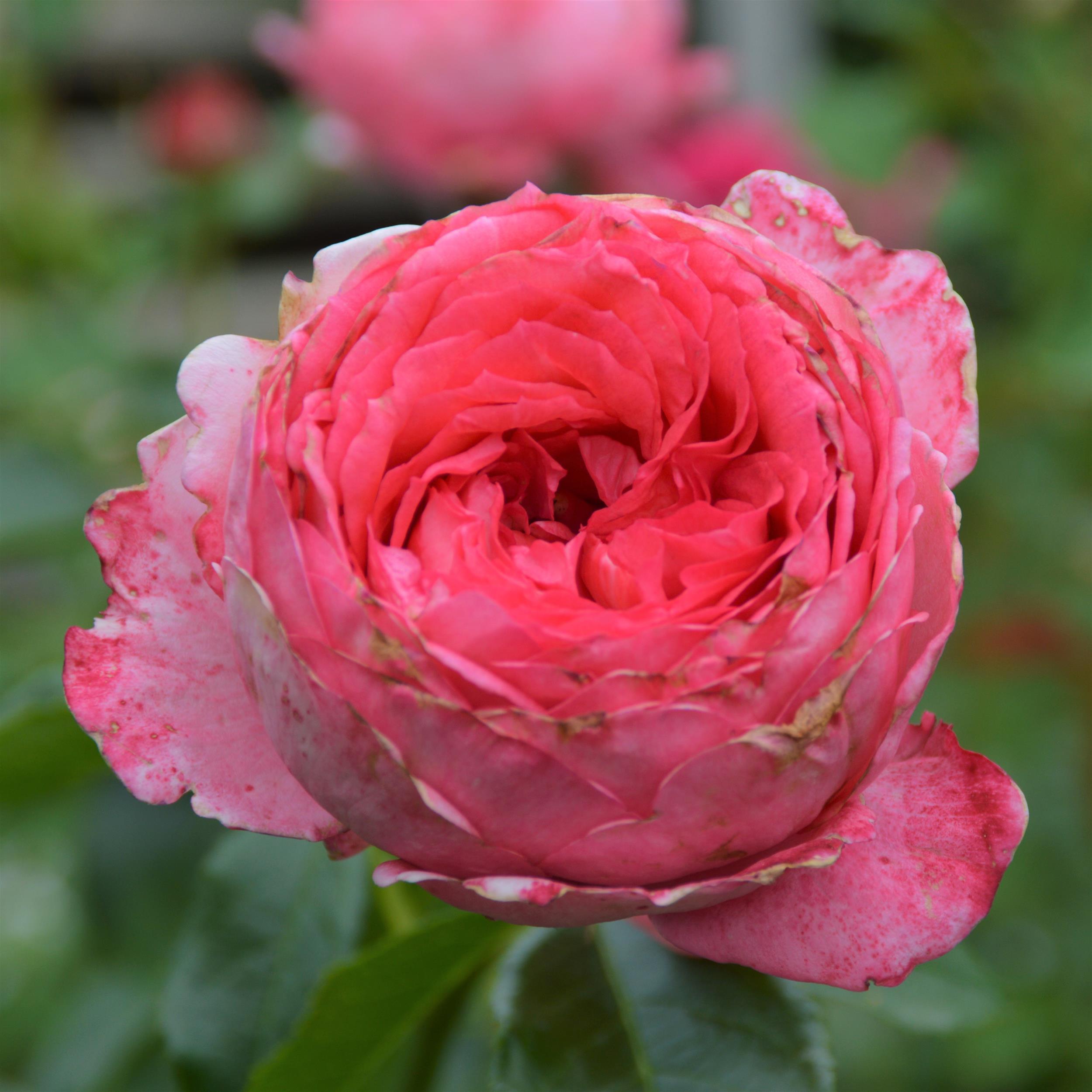 La Rose de Molinard