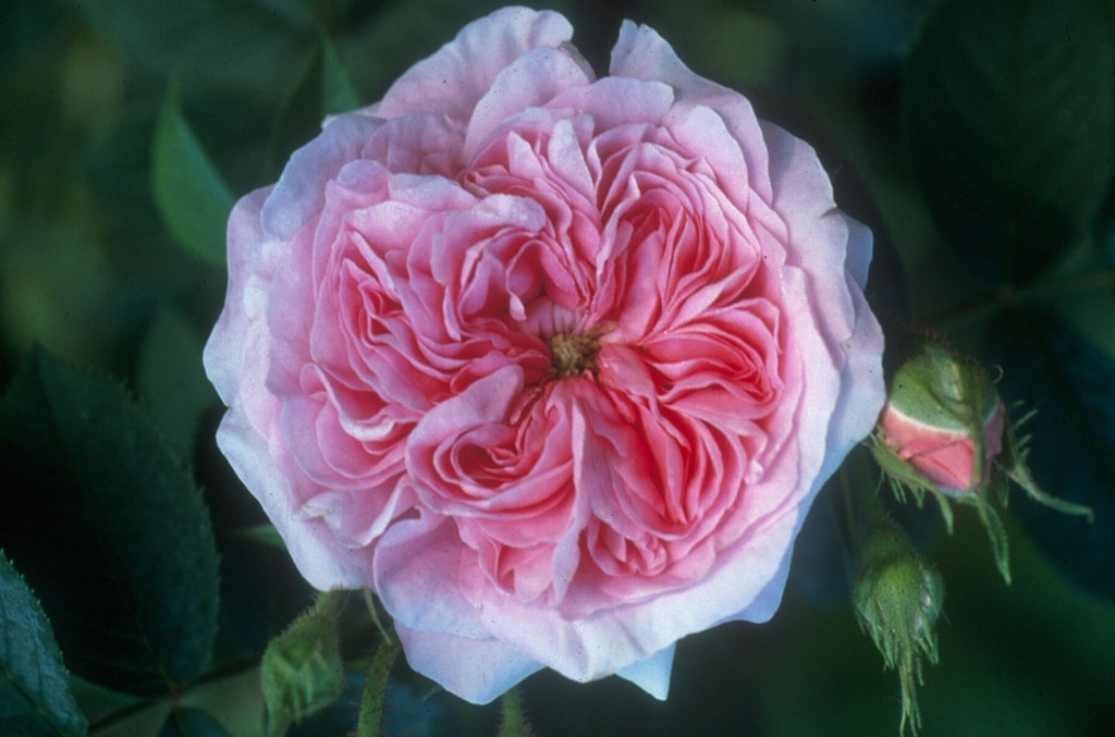 Königin von Dänemark