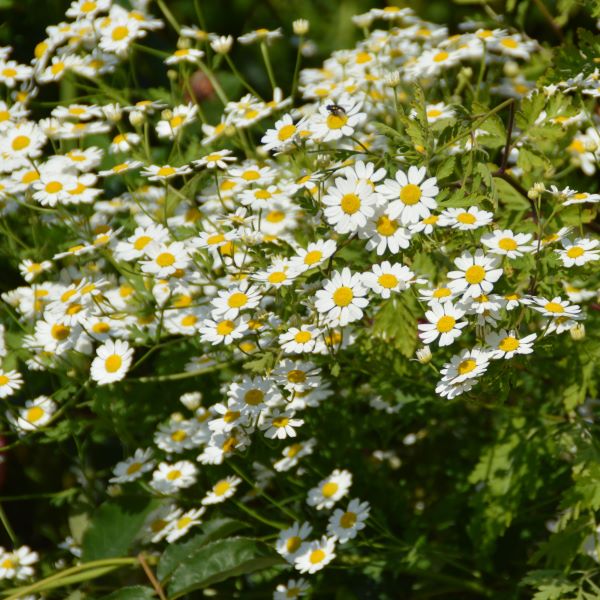 Tanacetum parthenium - Mutterkraut 1L
