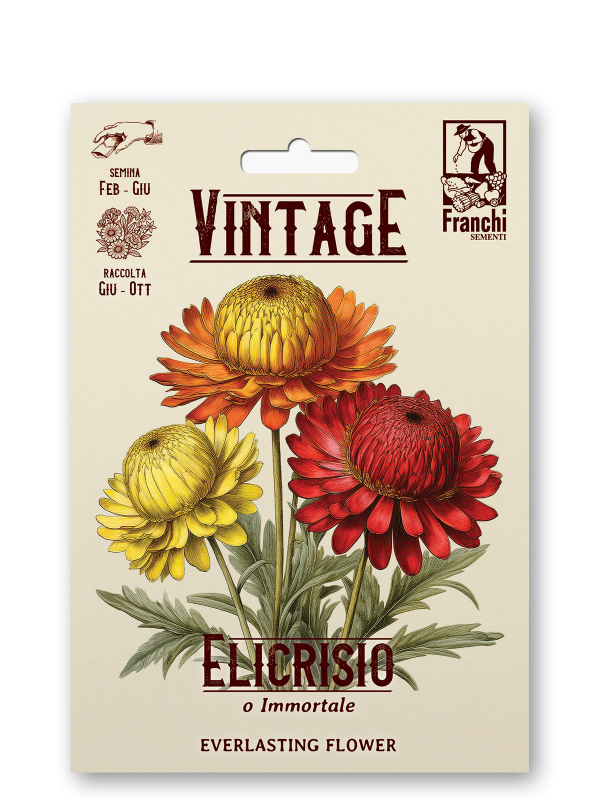 Elicrisio Strohblume Retro Immortelle Xerochrysum bracteatum