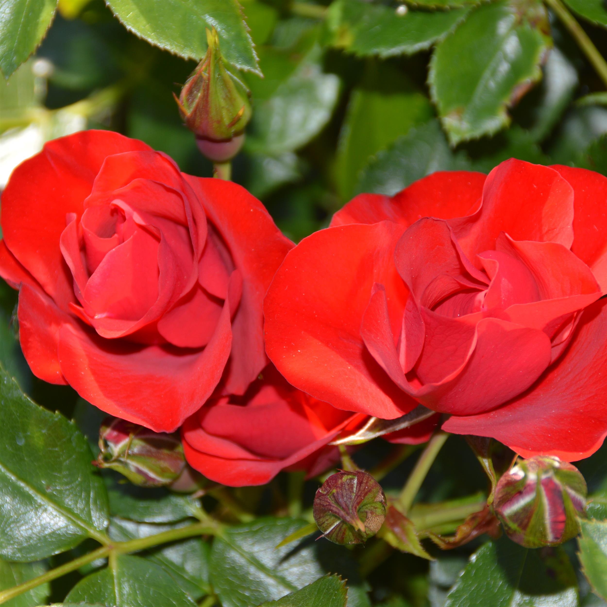Black Forest Rose
