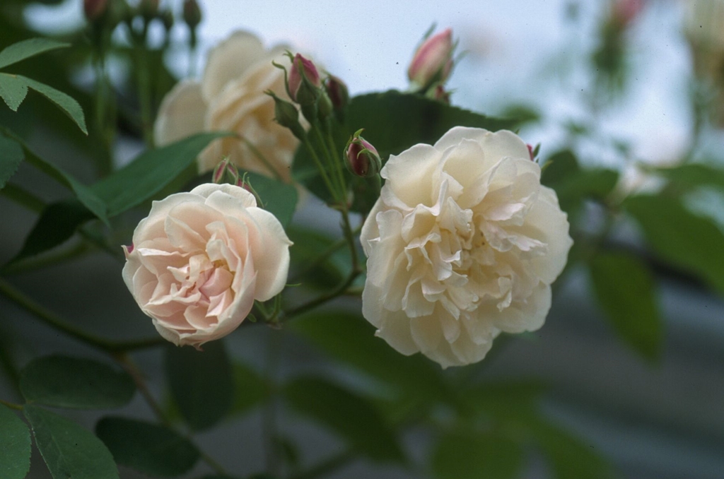 Scarman´s Himalayan Musk