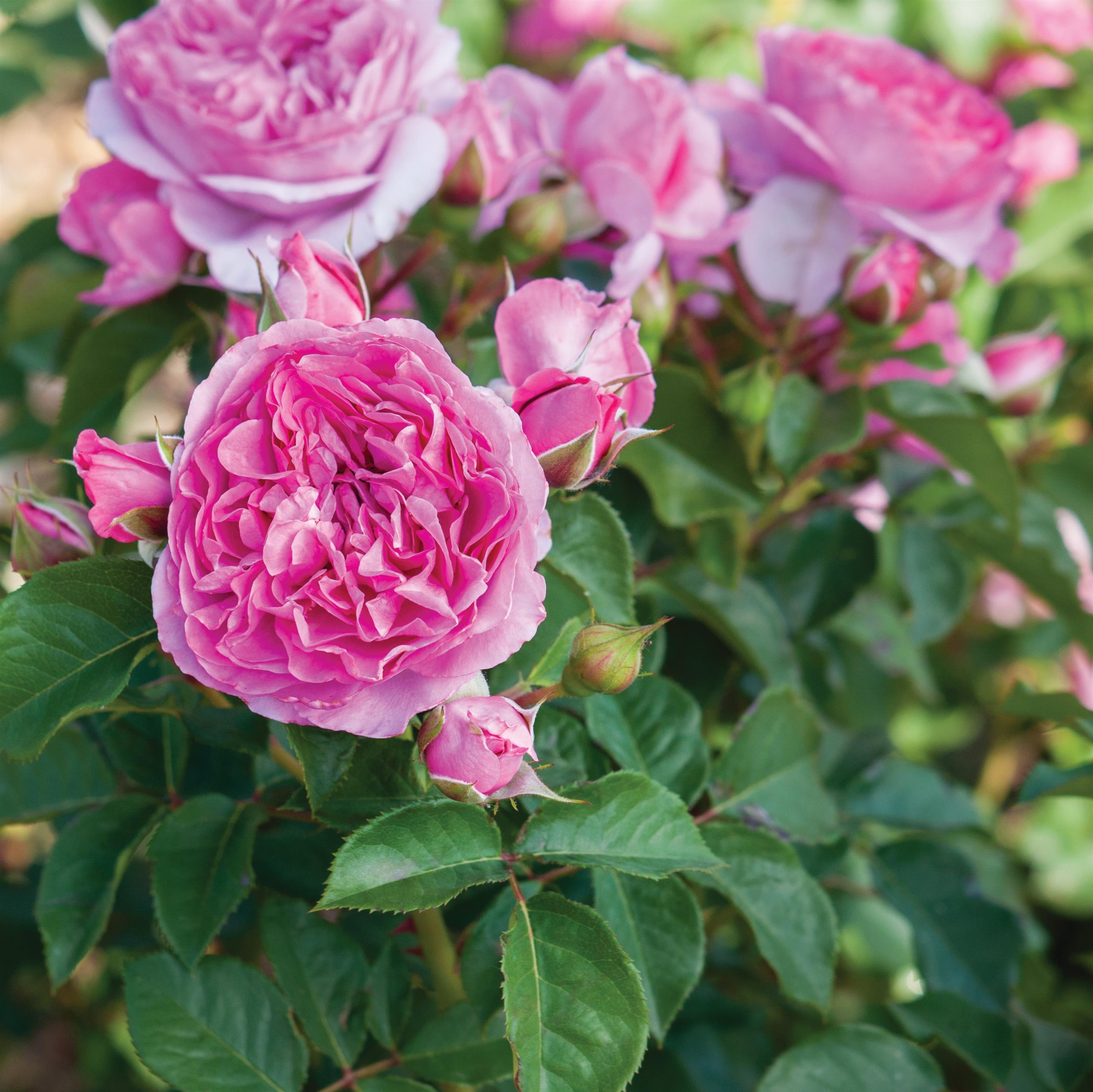 Renée van Wegberg - Essbare Rose