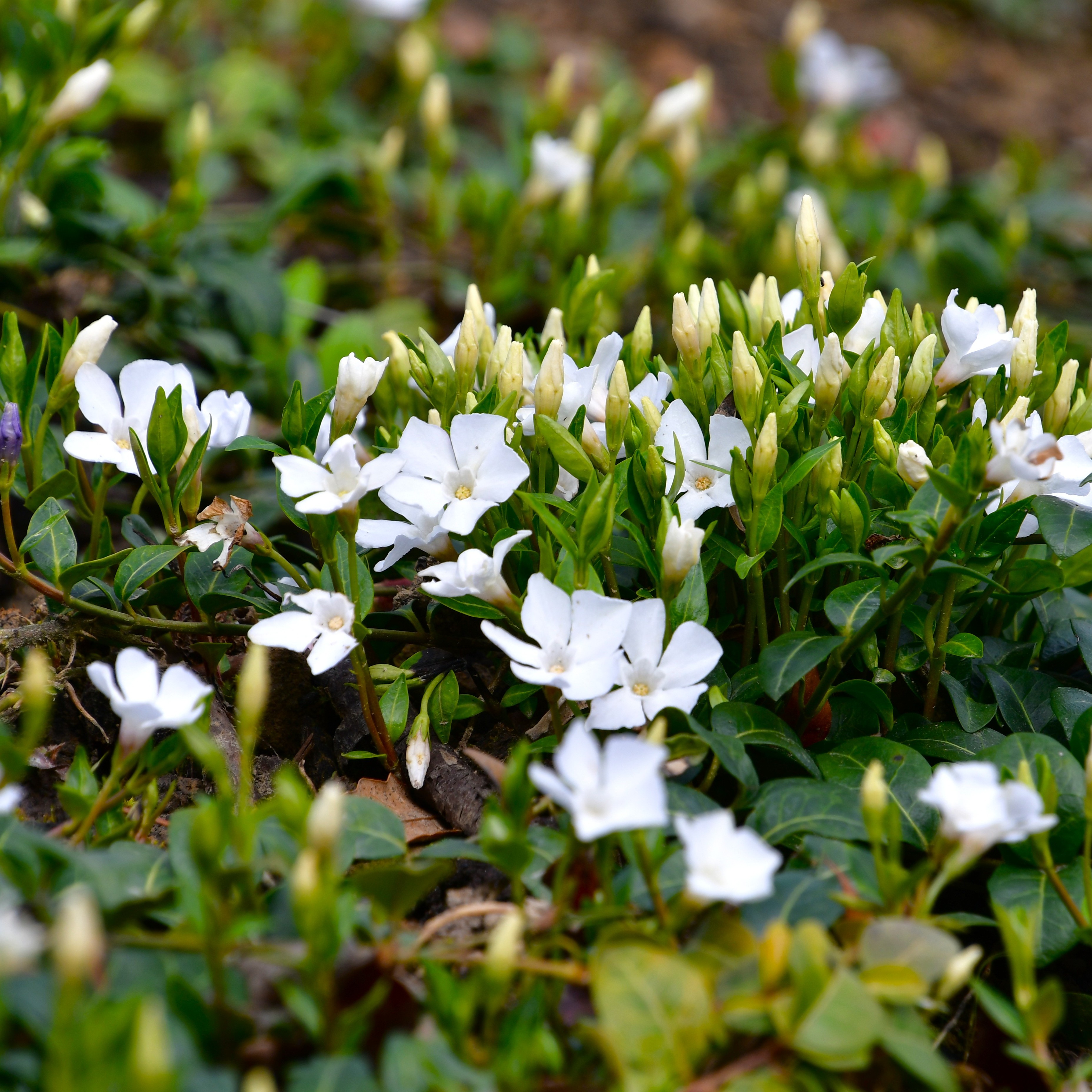 Vinca minor 'Alba' 0,5L