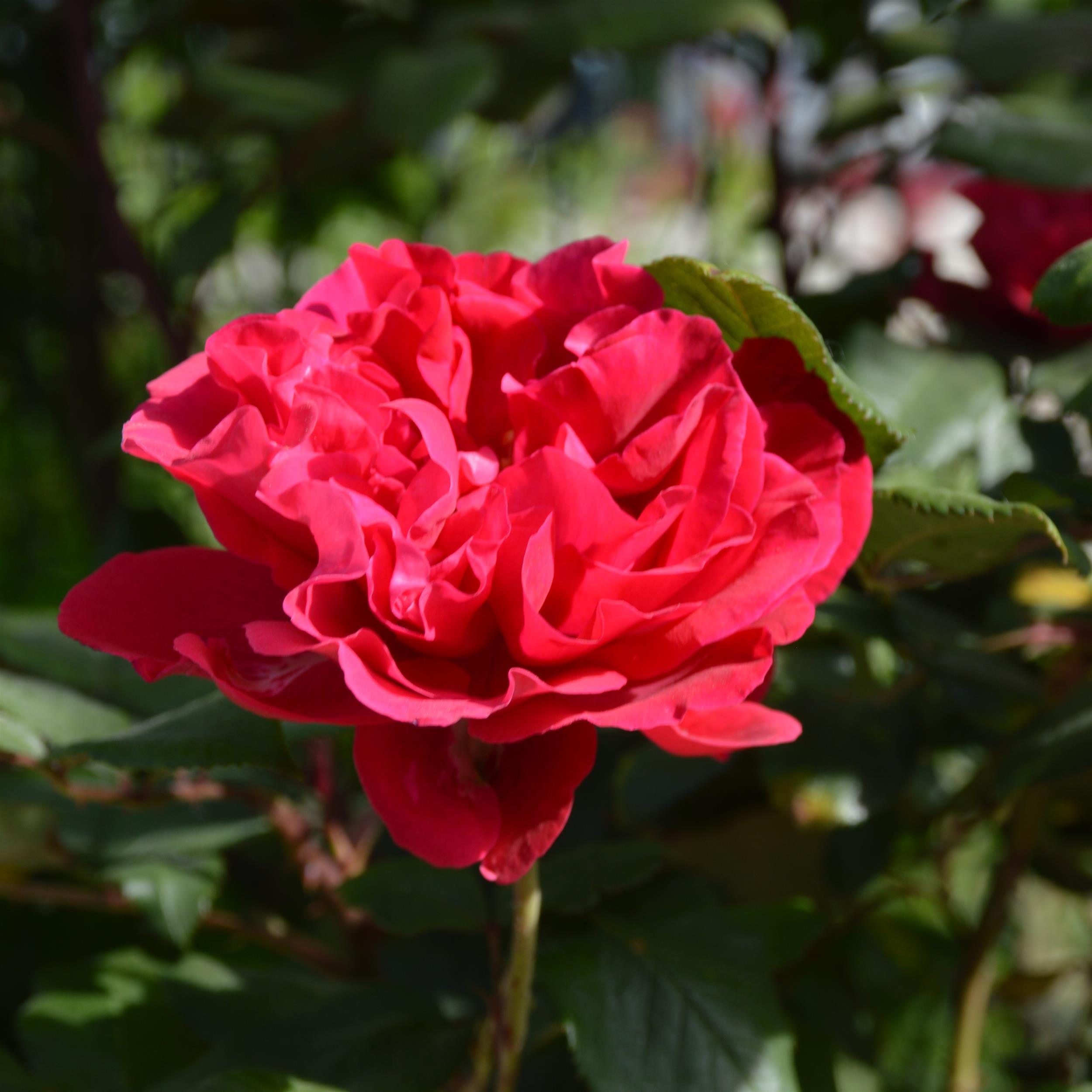 The Geheimrat's Rose