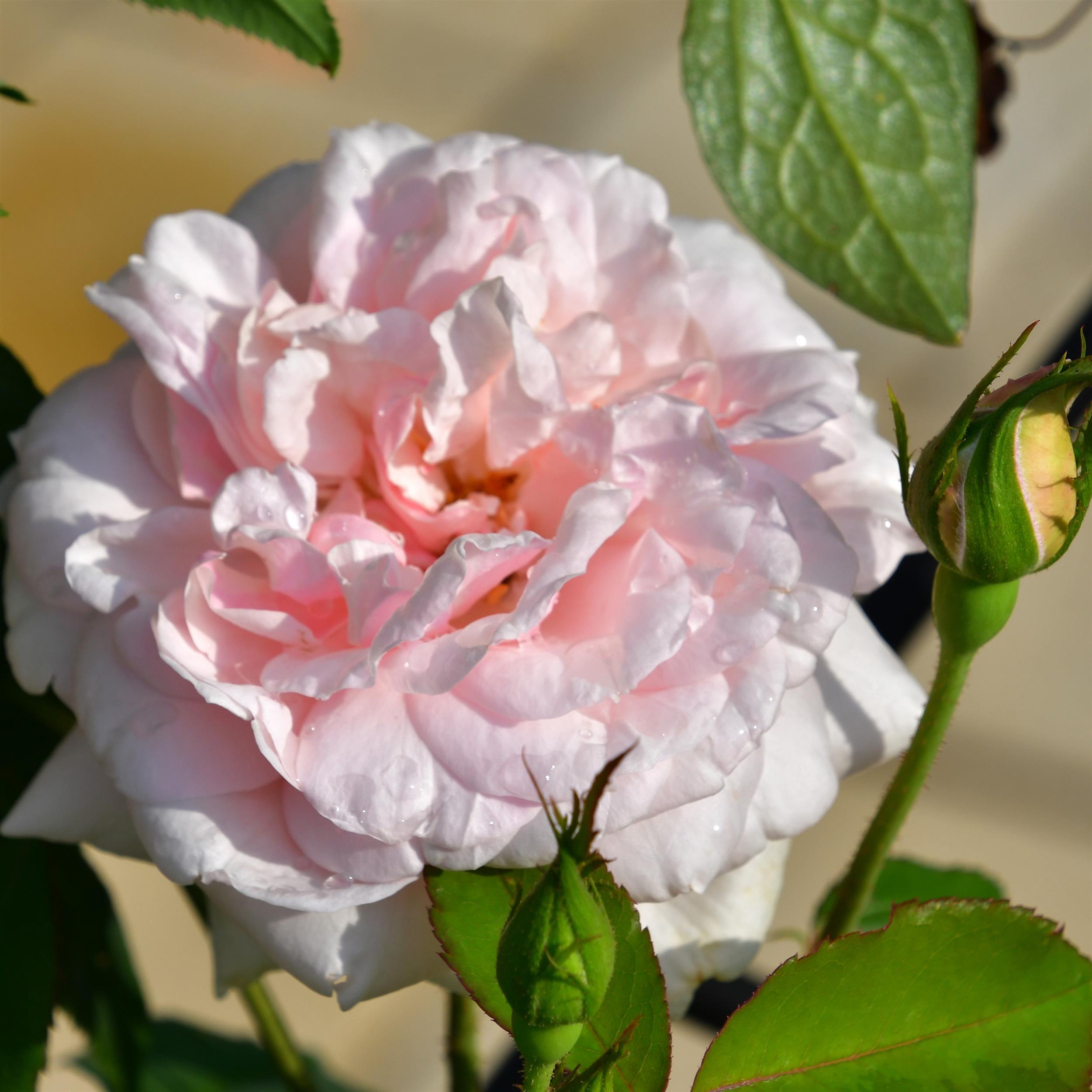 Mme Alfred Carriere