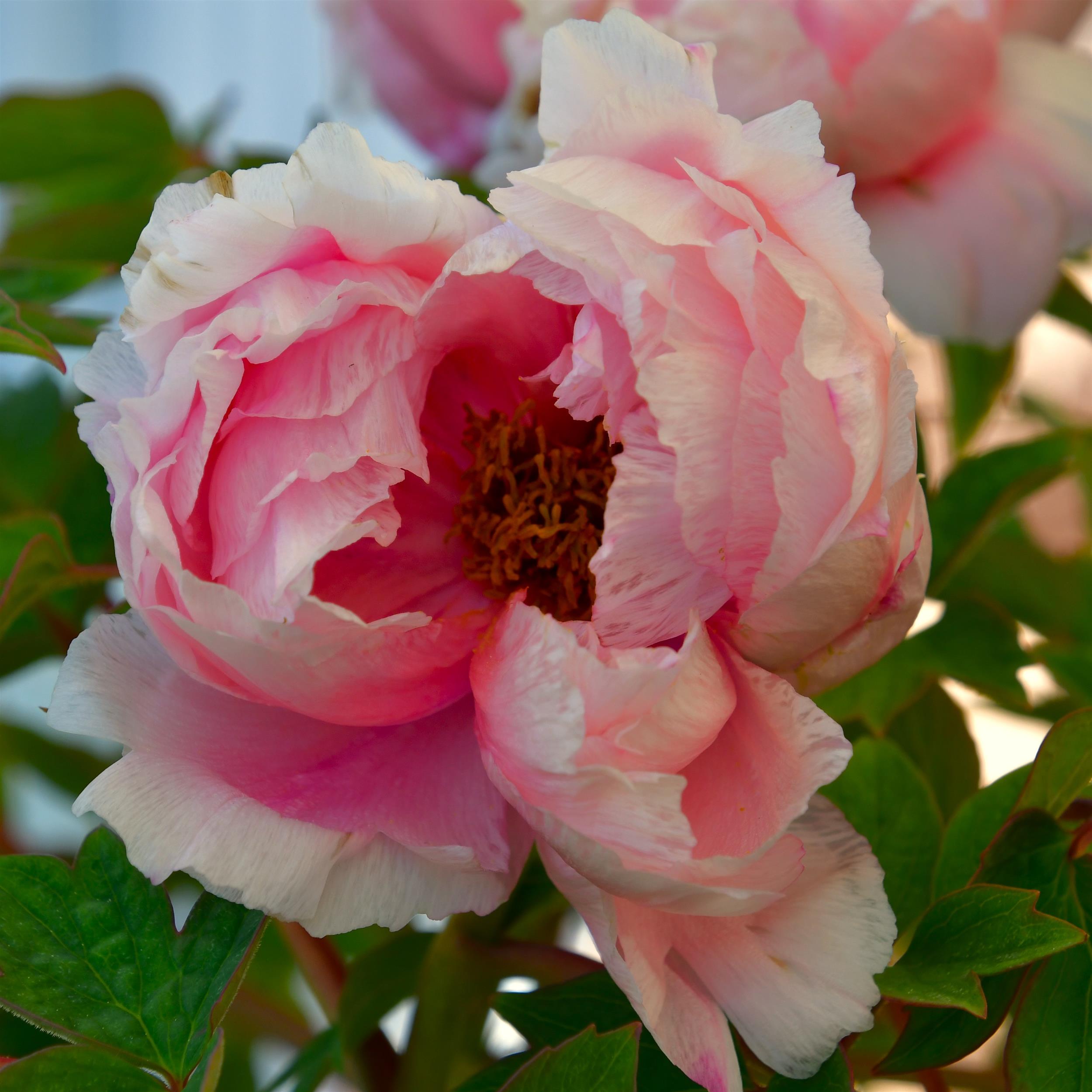 Paeonia suffruticosa Rou Fu Rong