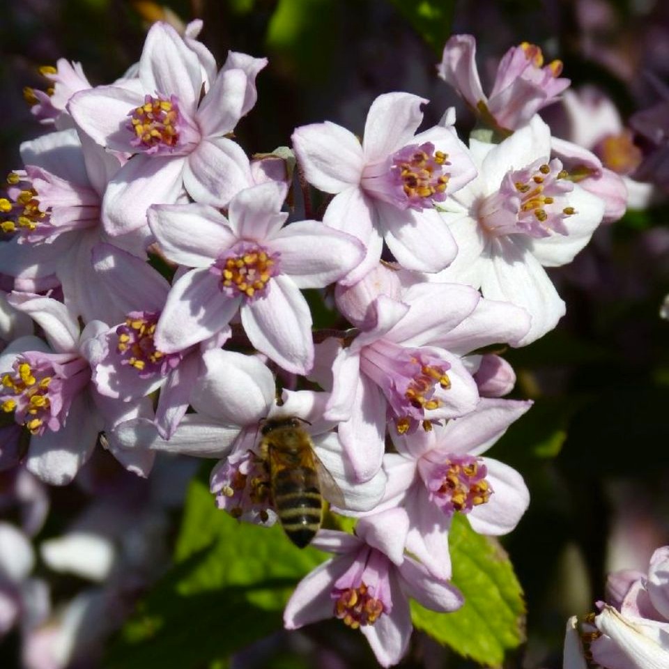 Deutzia hybrida ´Mont Rose`