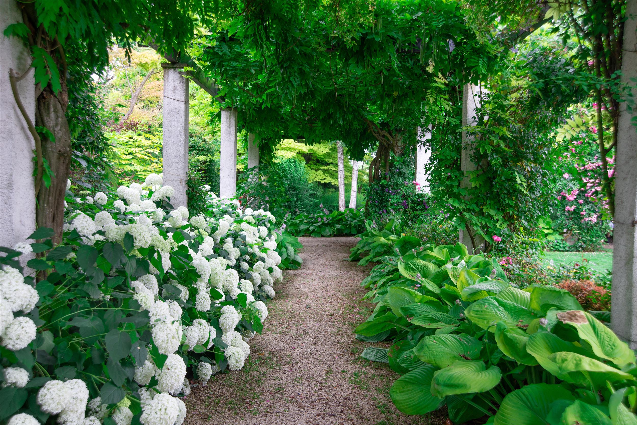 Hydrangea arborescens Annabelle 5L