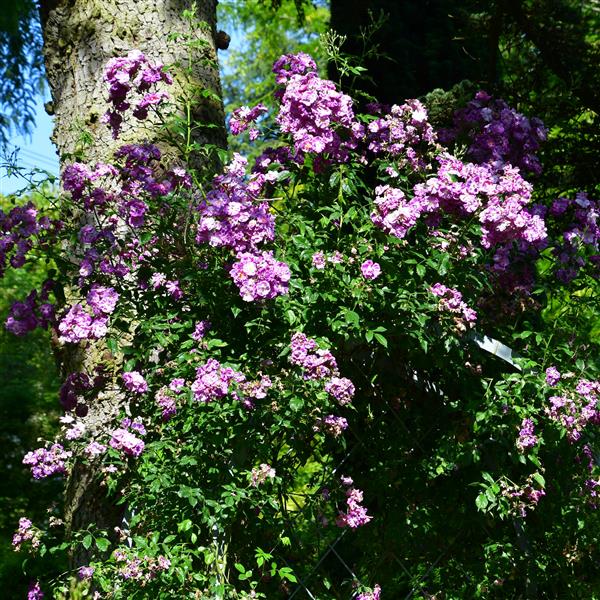 Purple Skyliner