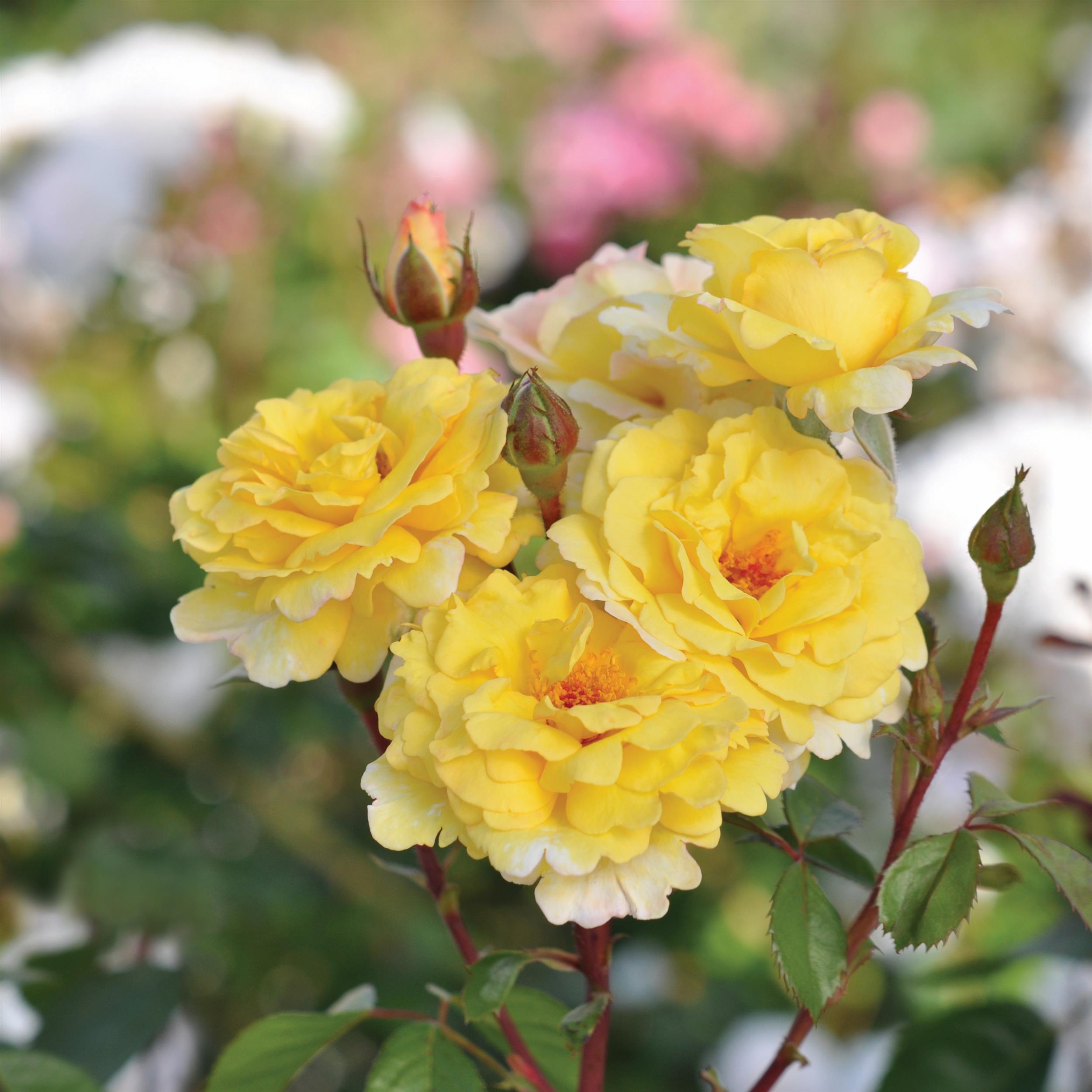 Nadia Zerouali Essbare Rose