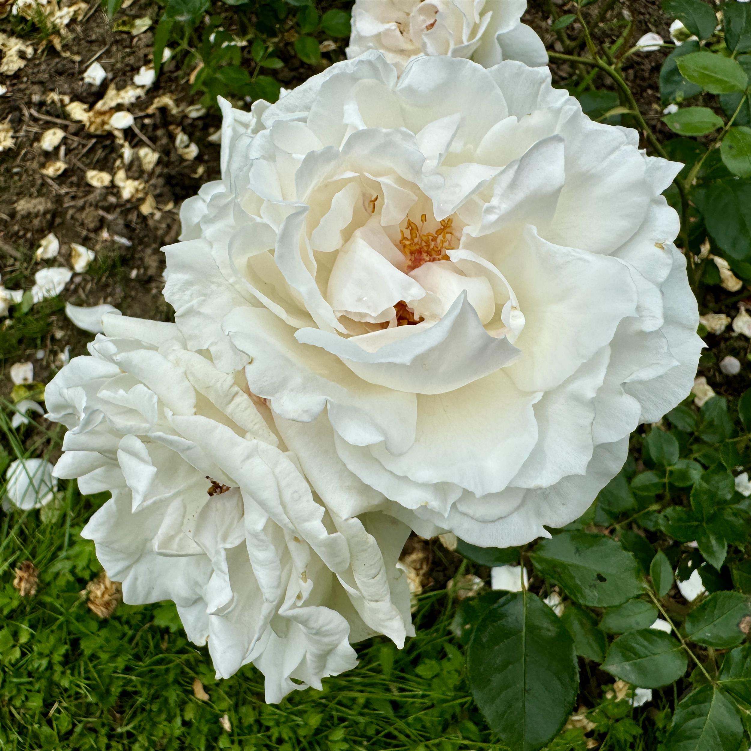 Miss Elizabeth Bennet