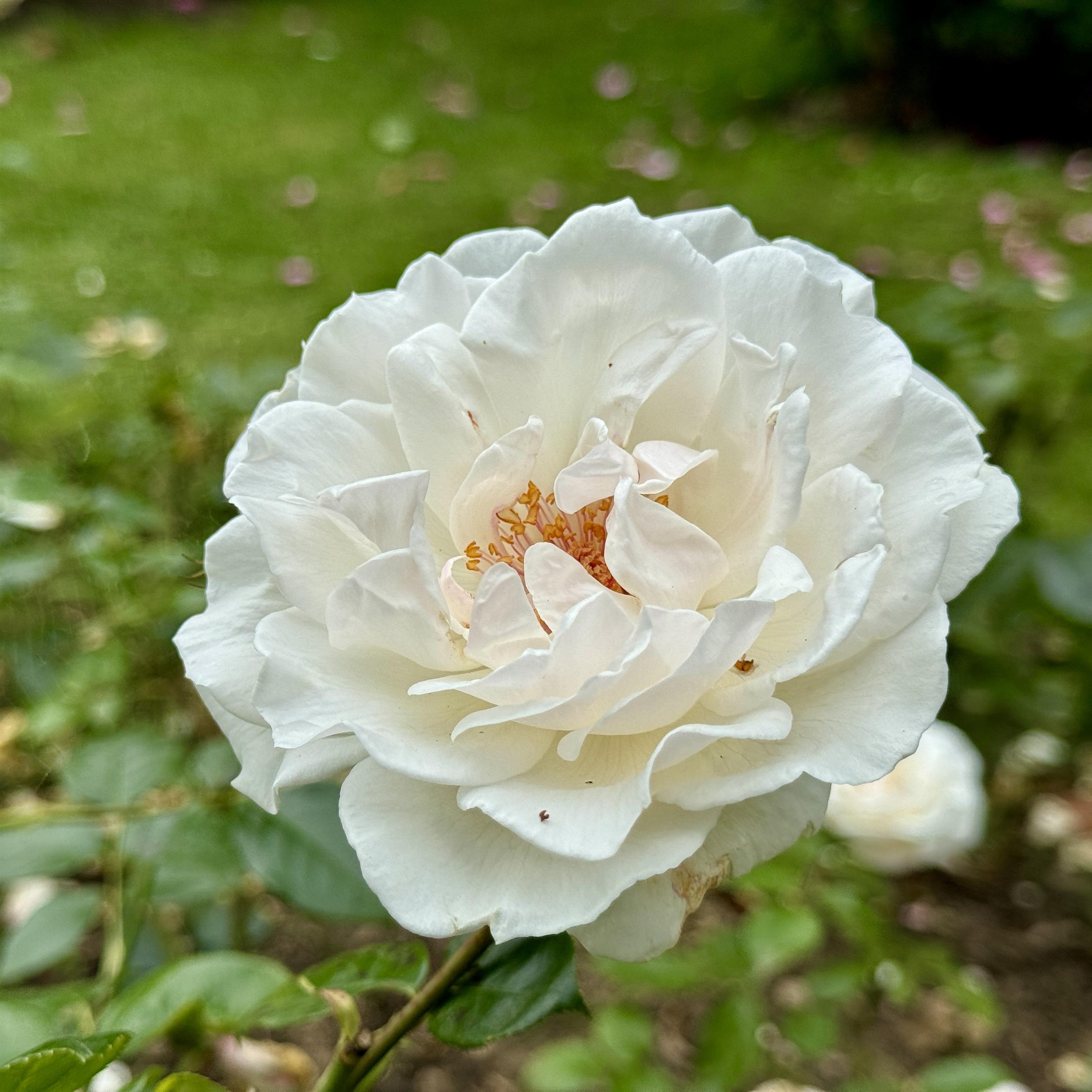 Miss Elizabeth Bennet