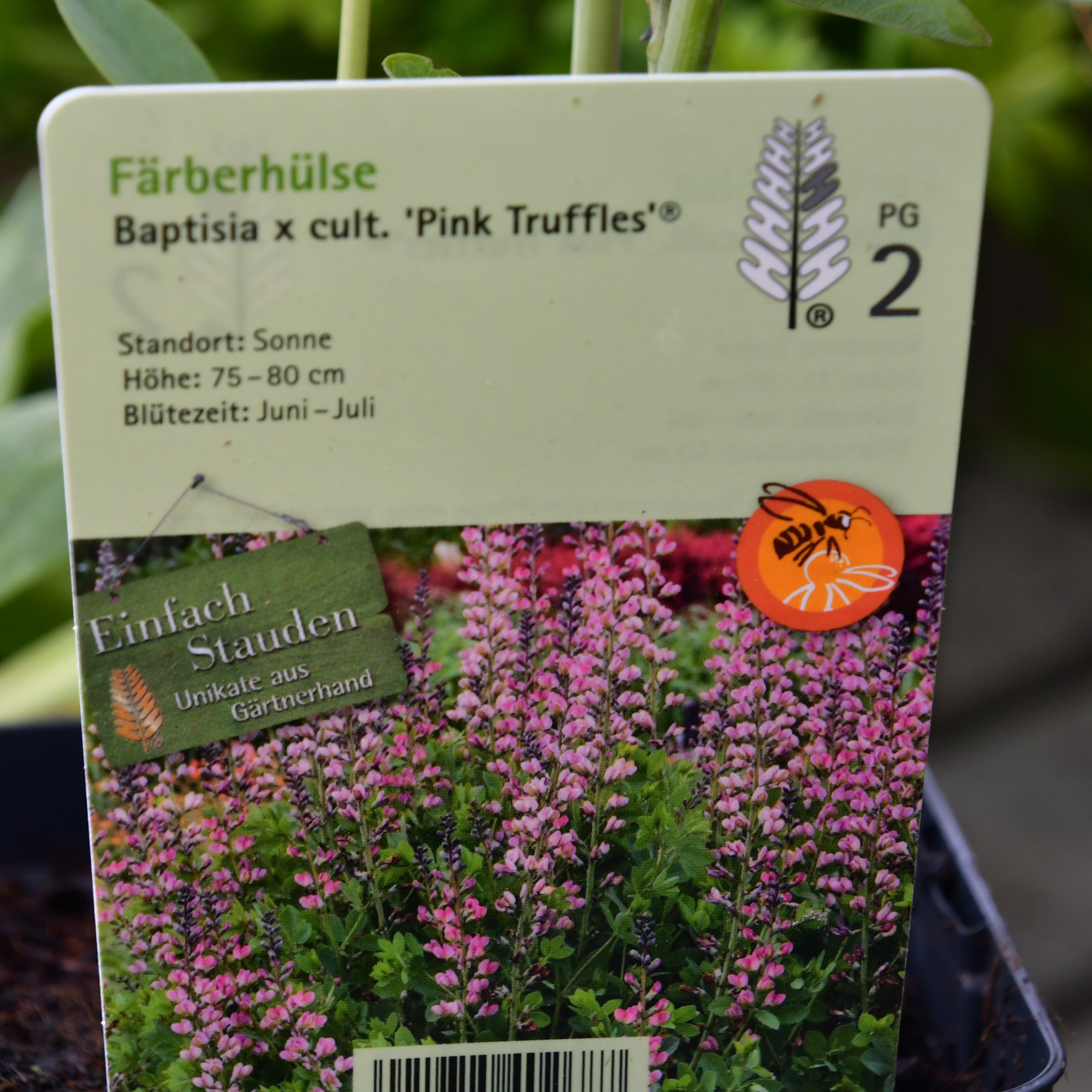 Baptisia x cult.'Pink Truffles' 1L