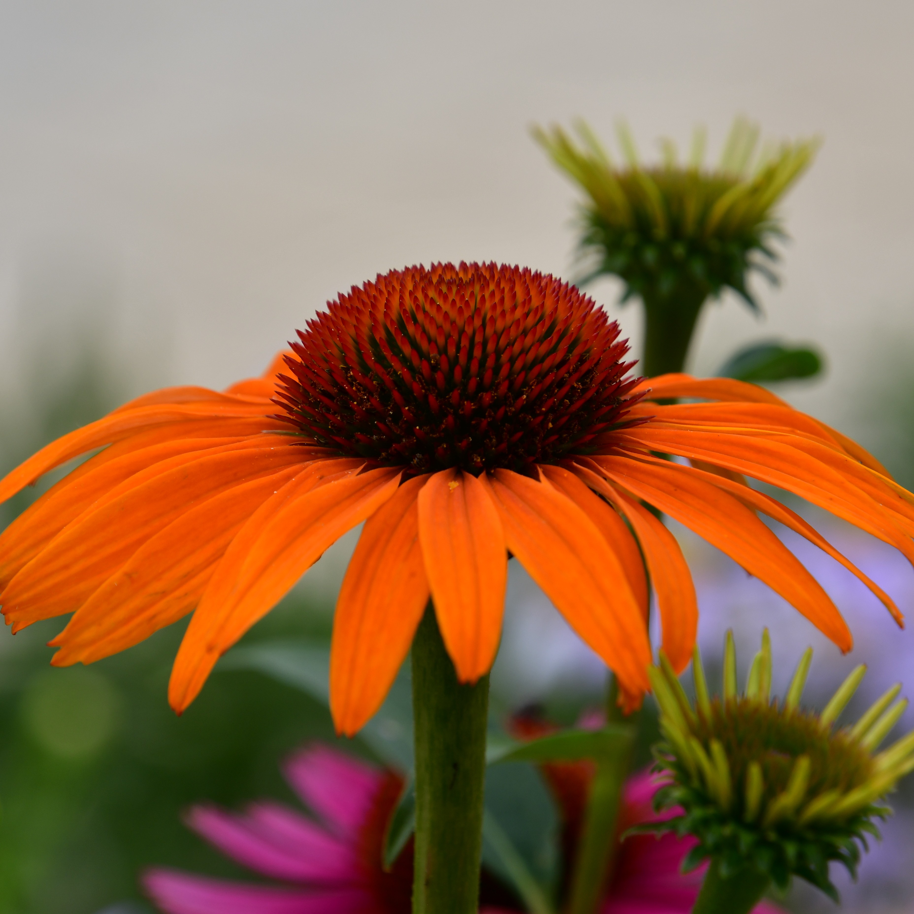 Echinacea purp. 'Skipper Gold' 1L