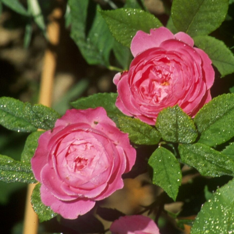 La Reine Victoria / Reine Victoria