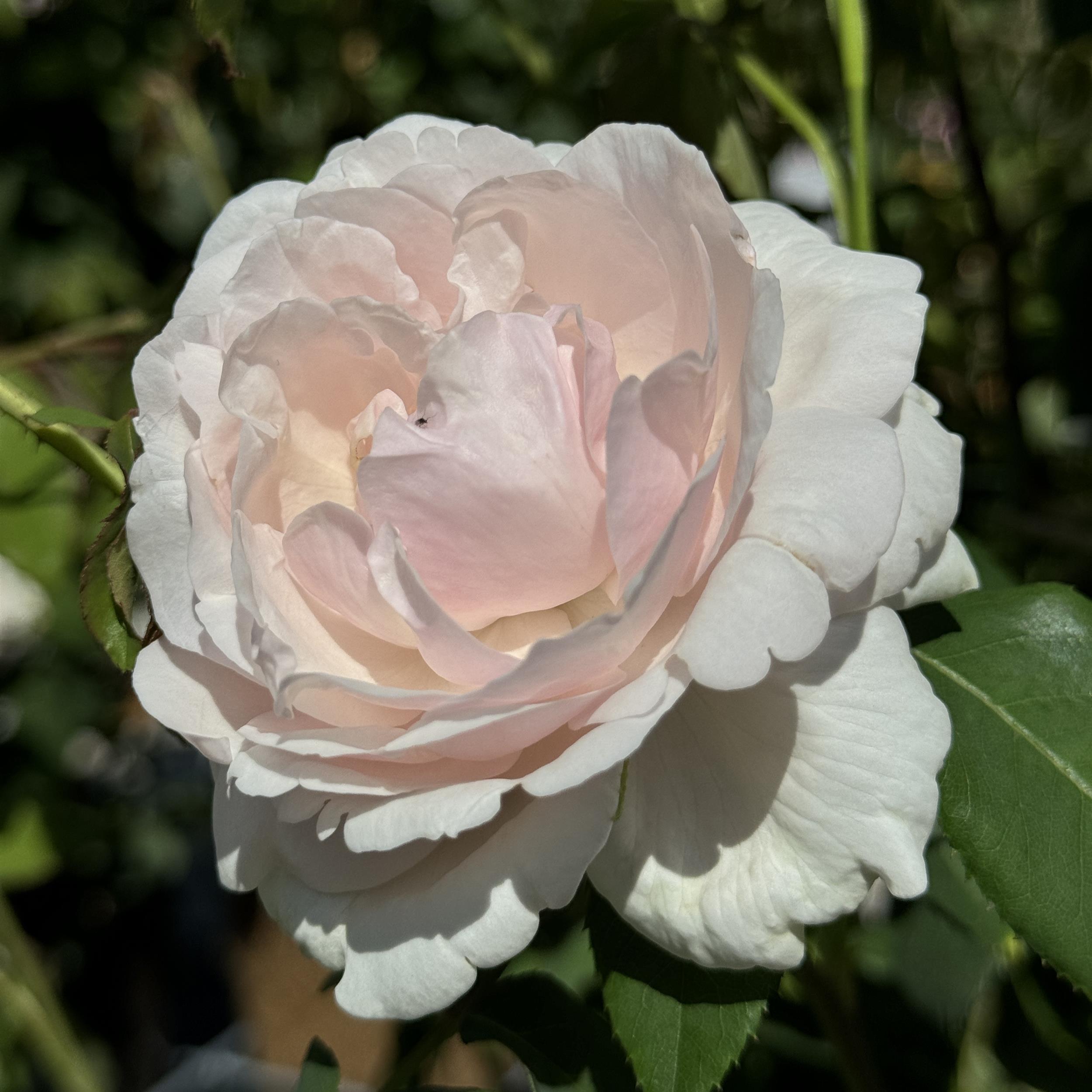 Mme Alfred Carriere