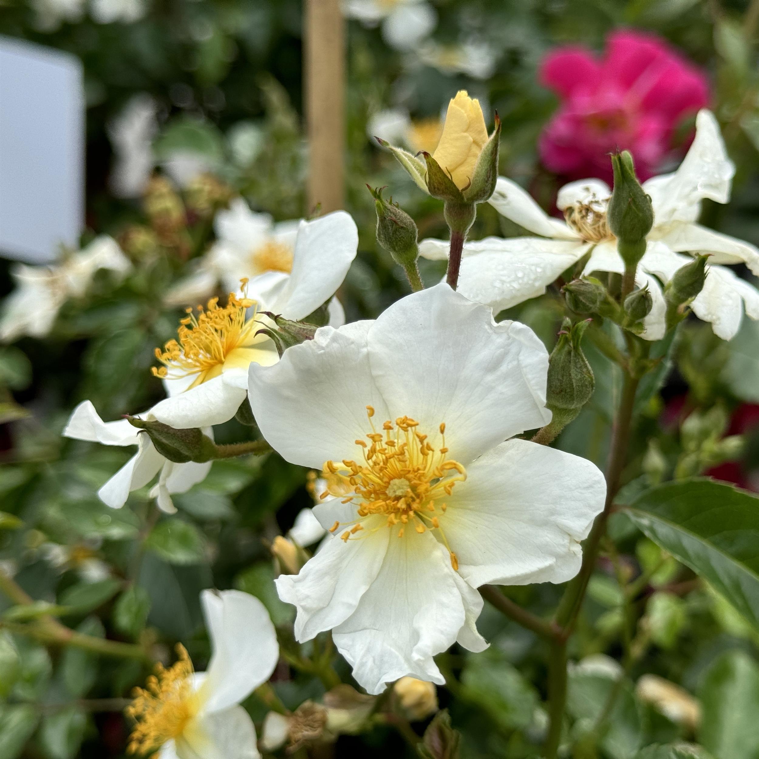 5 x White Wedding im Bio-Container - Hohe Rosenhecke