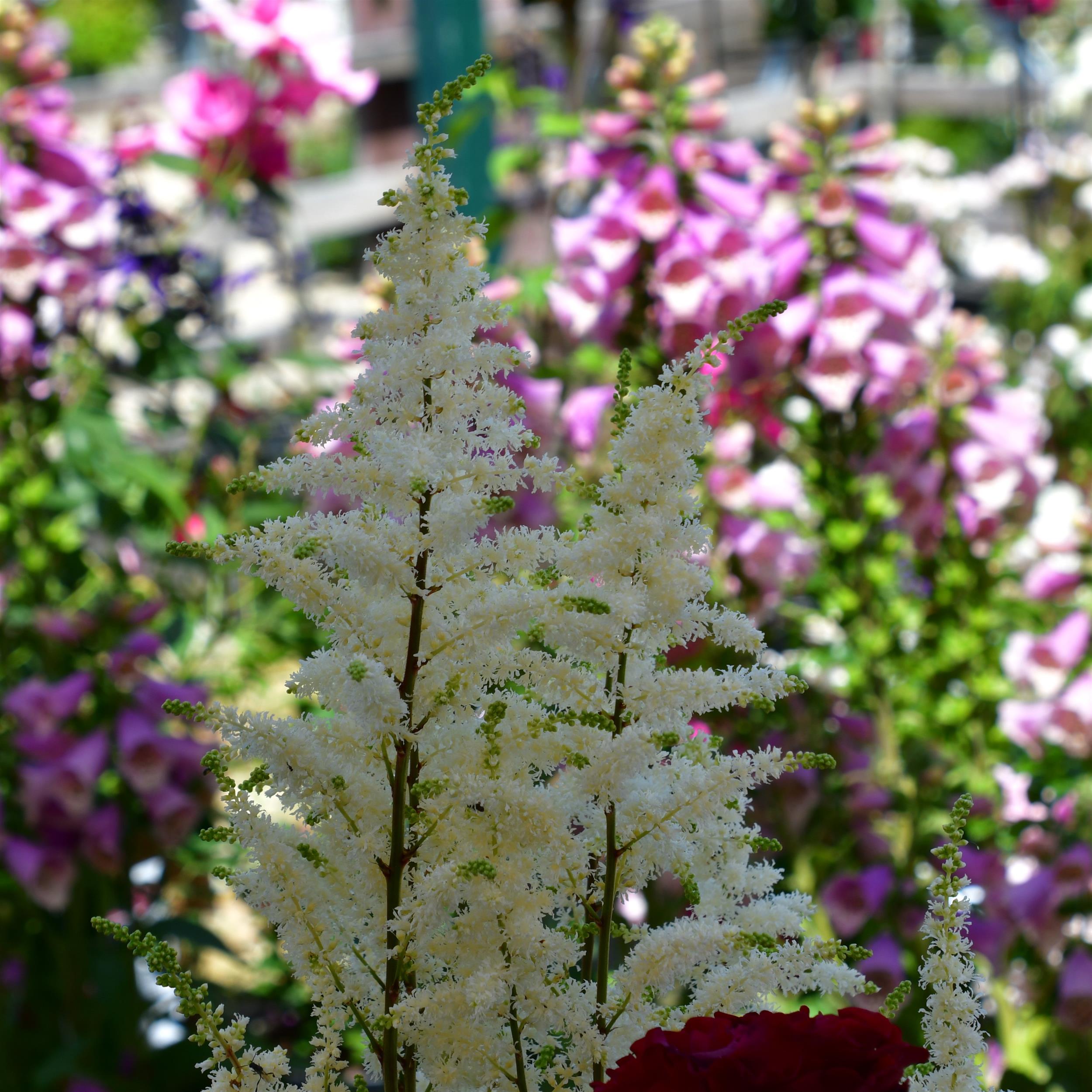 Astilbe x cult. 'Younique White' 3L