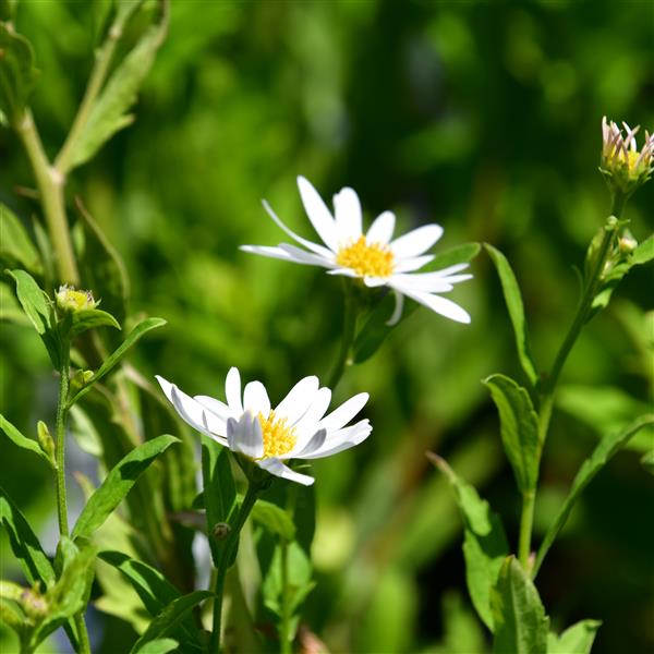 Kalimeris incisa Alba 1L