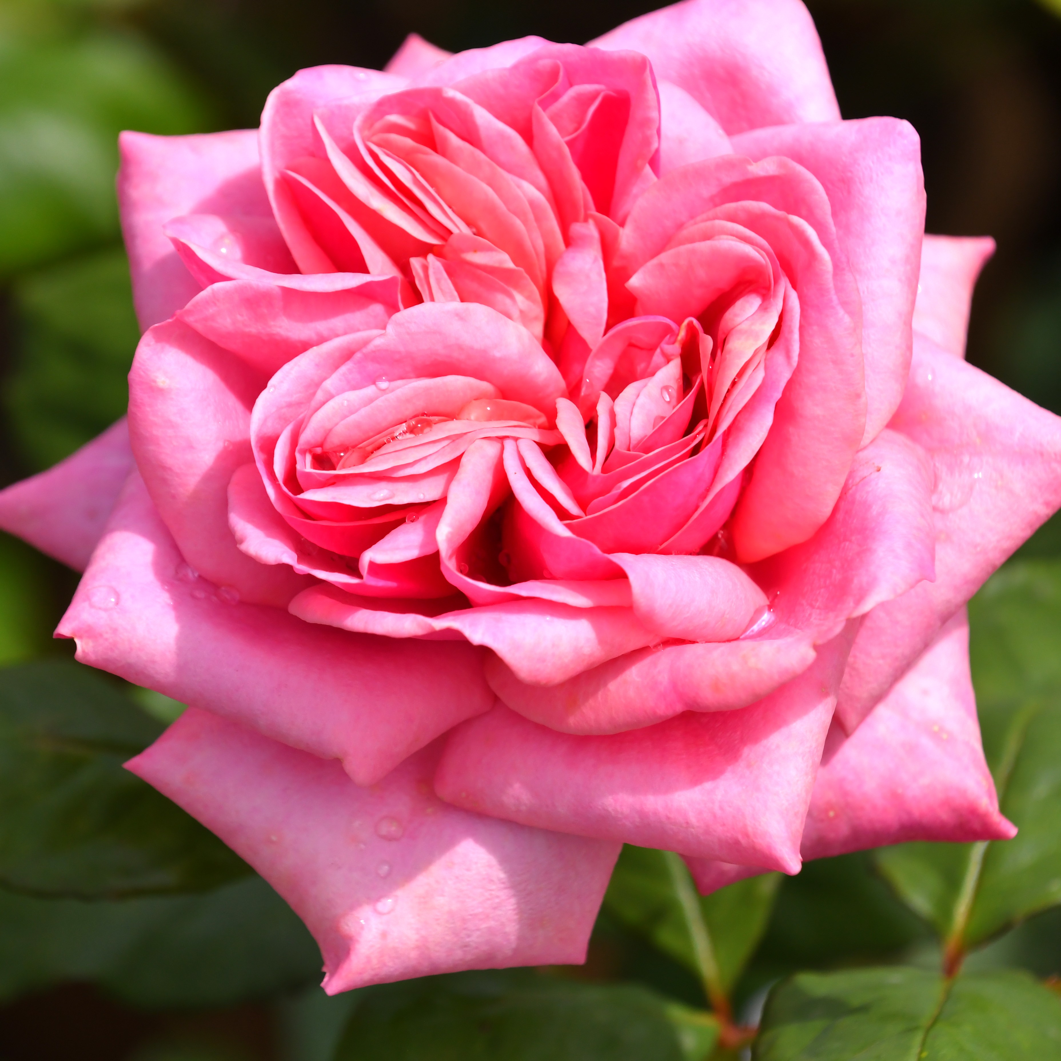 Stefanie´s Rose
